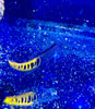 Red Sea Tiger Tail blenny - Aqua Group