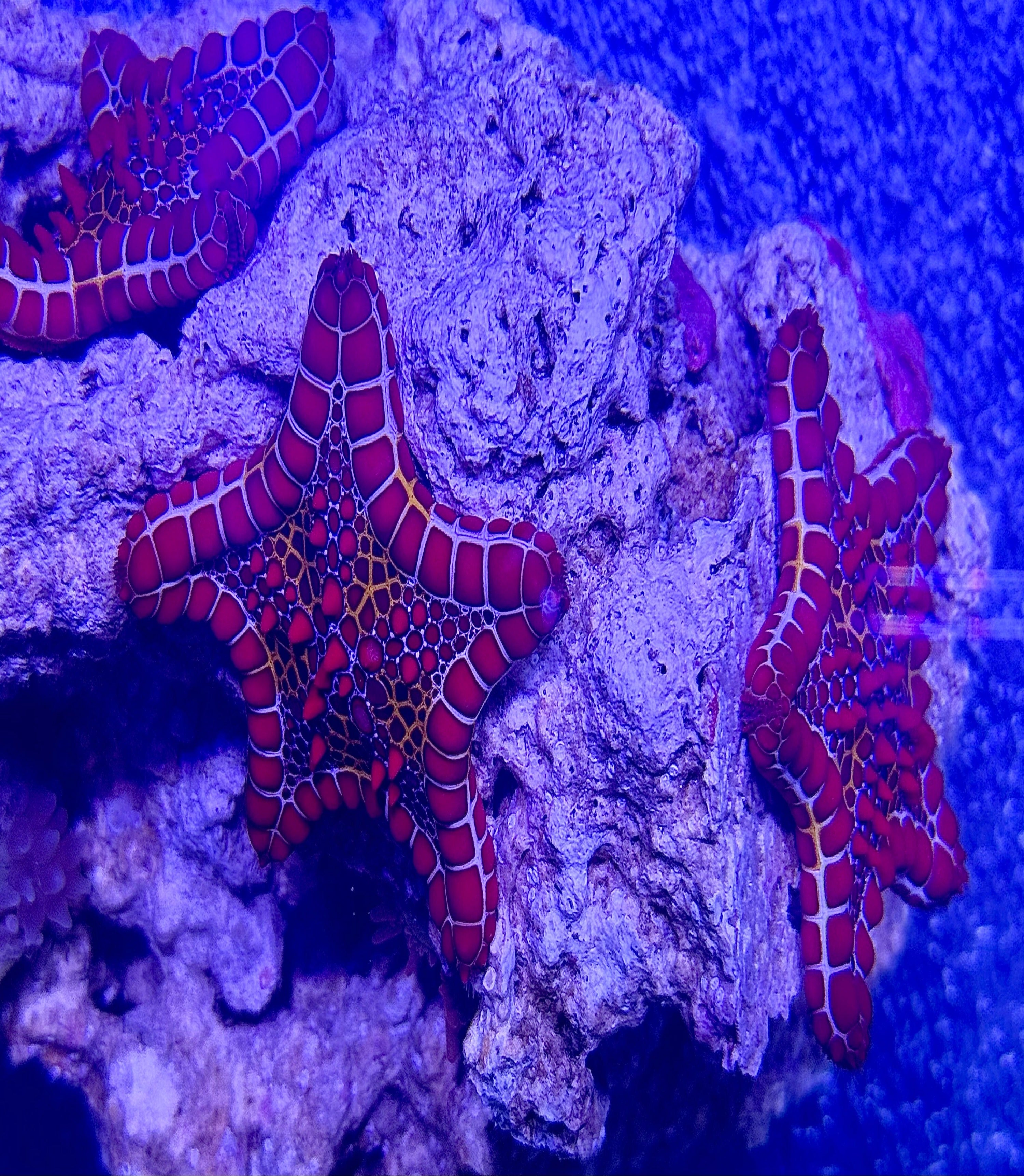 Rainbow Biscuit Starfish