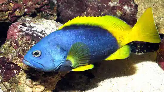 Yellow Fin Blue Cod
