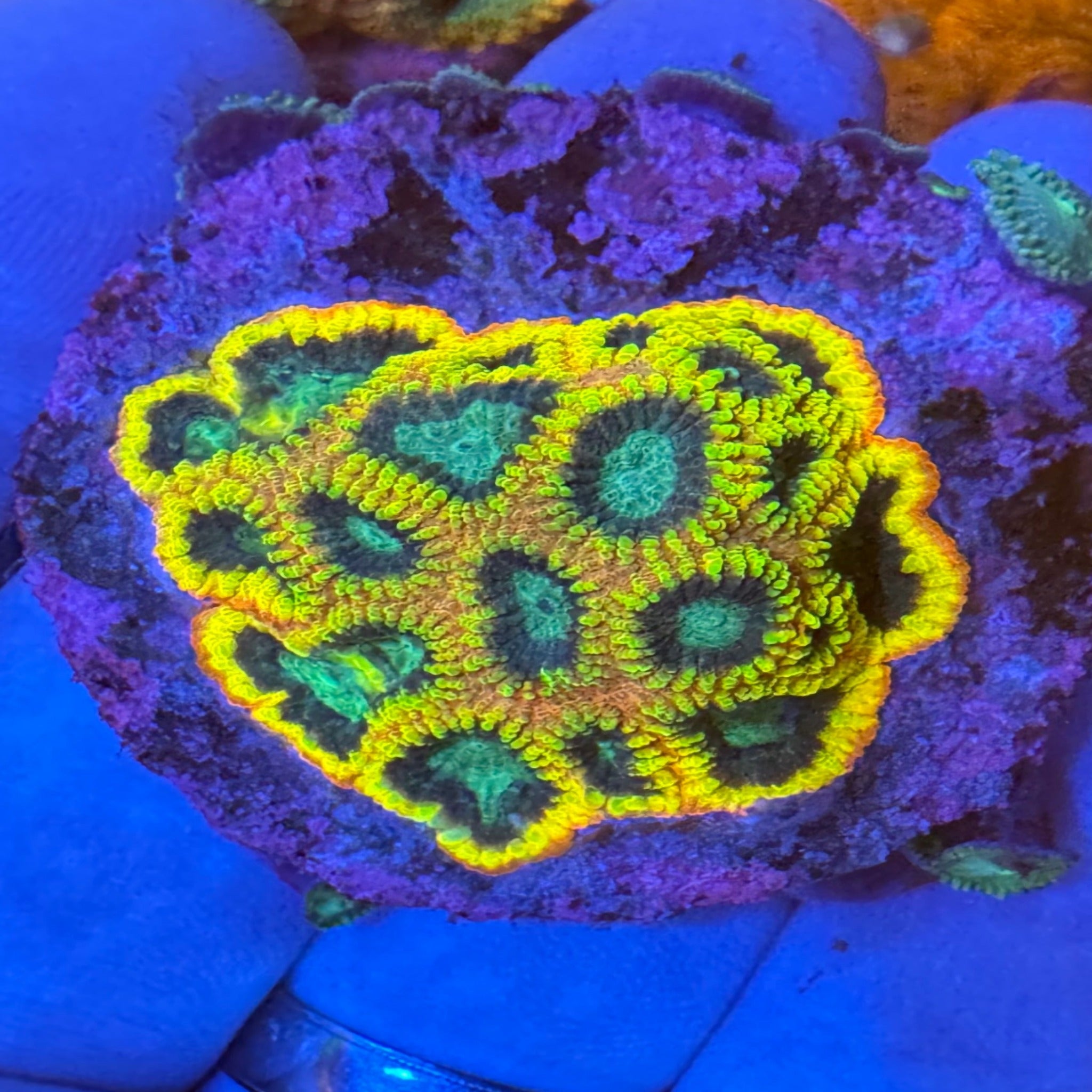 Yellow Bomb Favia - Aqua Group