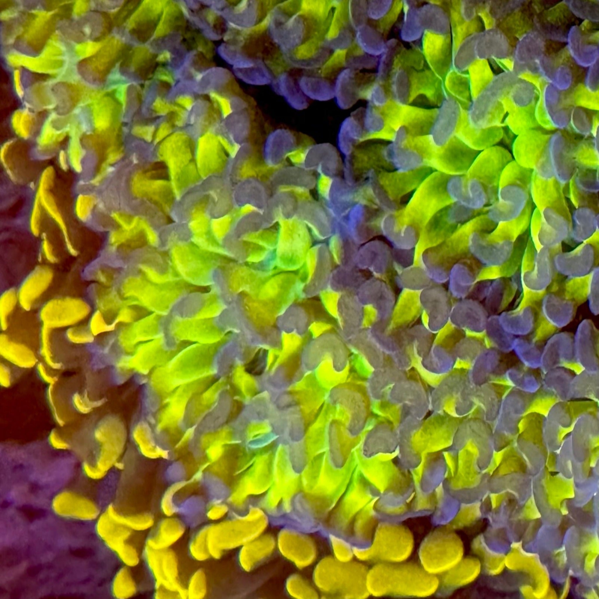 Holographic Branching Hammer- 1 Polyp - Aqua Group