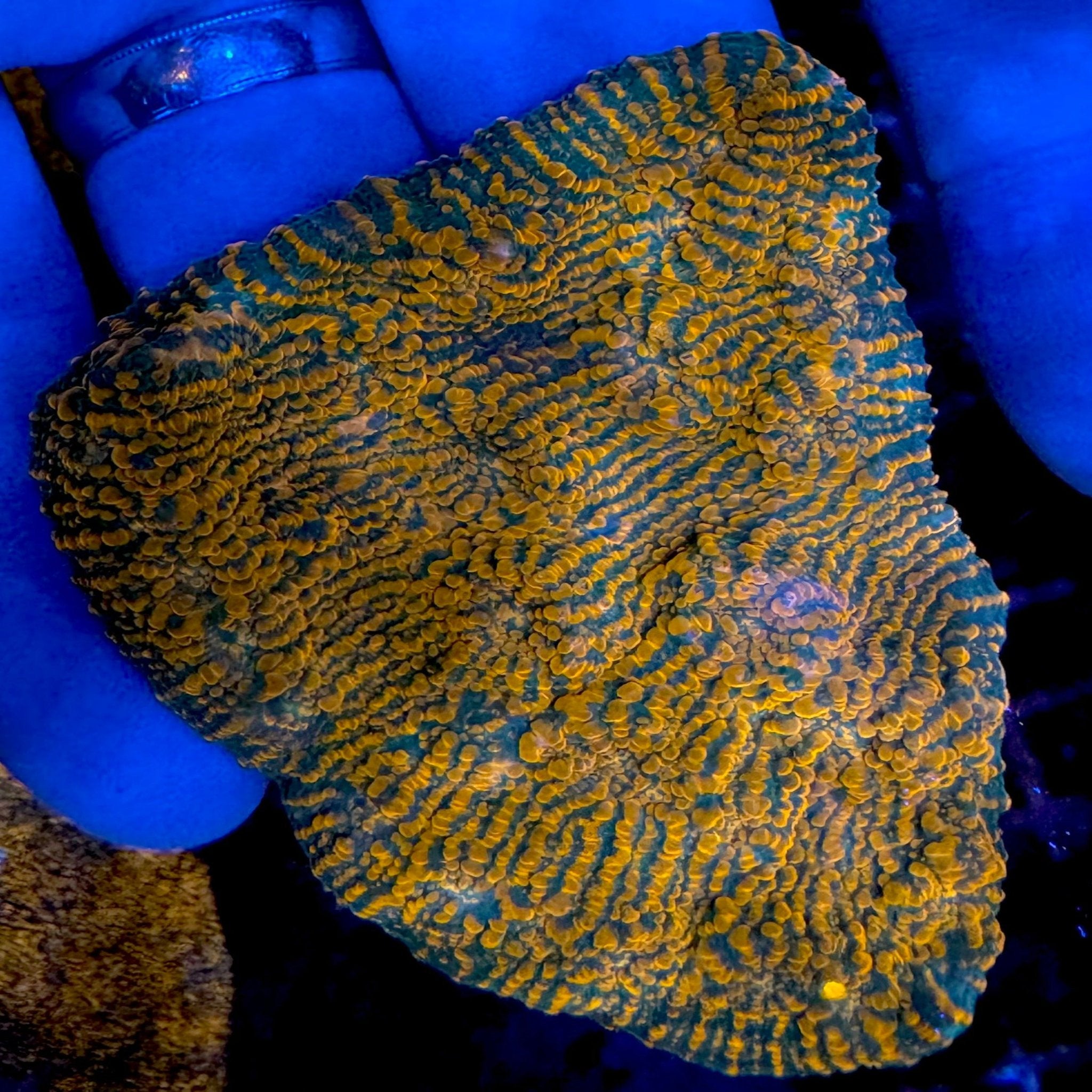 Orange Convict Chalice