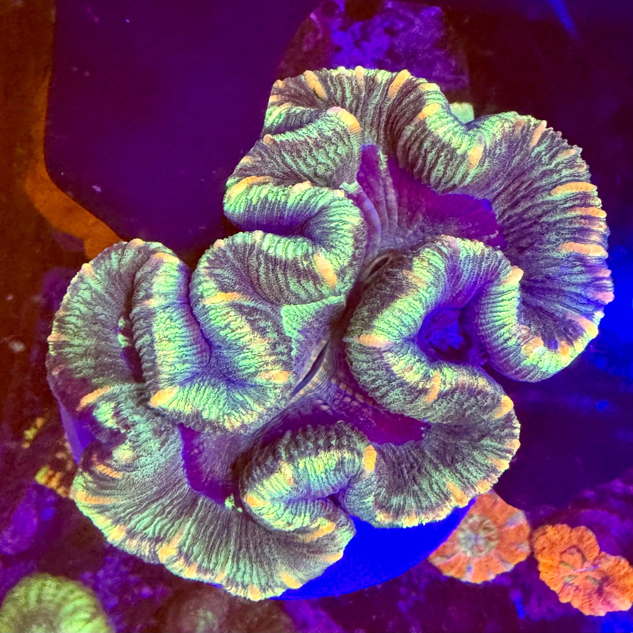 Orange Striped Toxic Green Trachyphyllia - Aqua Group