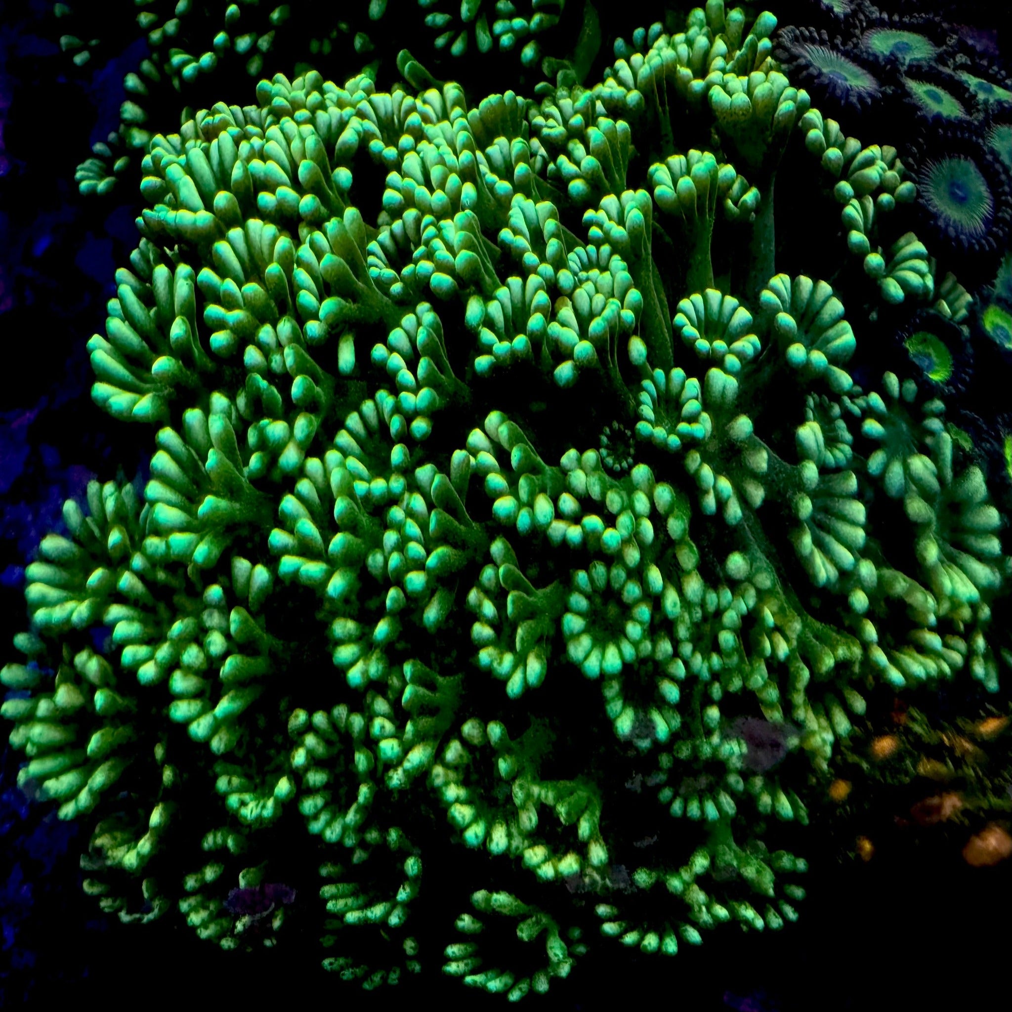 Alveopora Mint Green Coral-Australian - Aqua Group