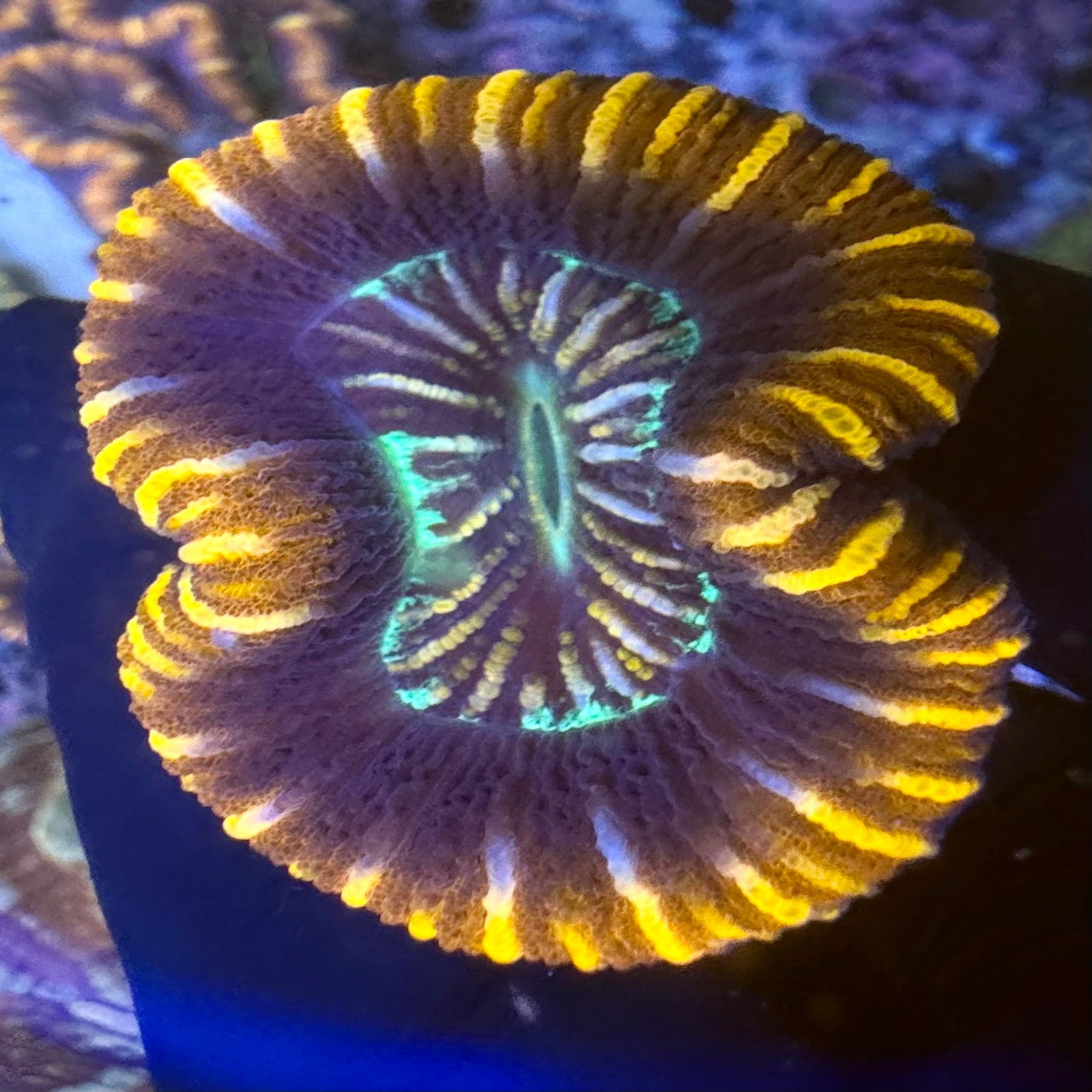 Yellow/Orange Stripe Trachyphyllia - Aqua Group