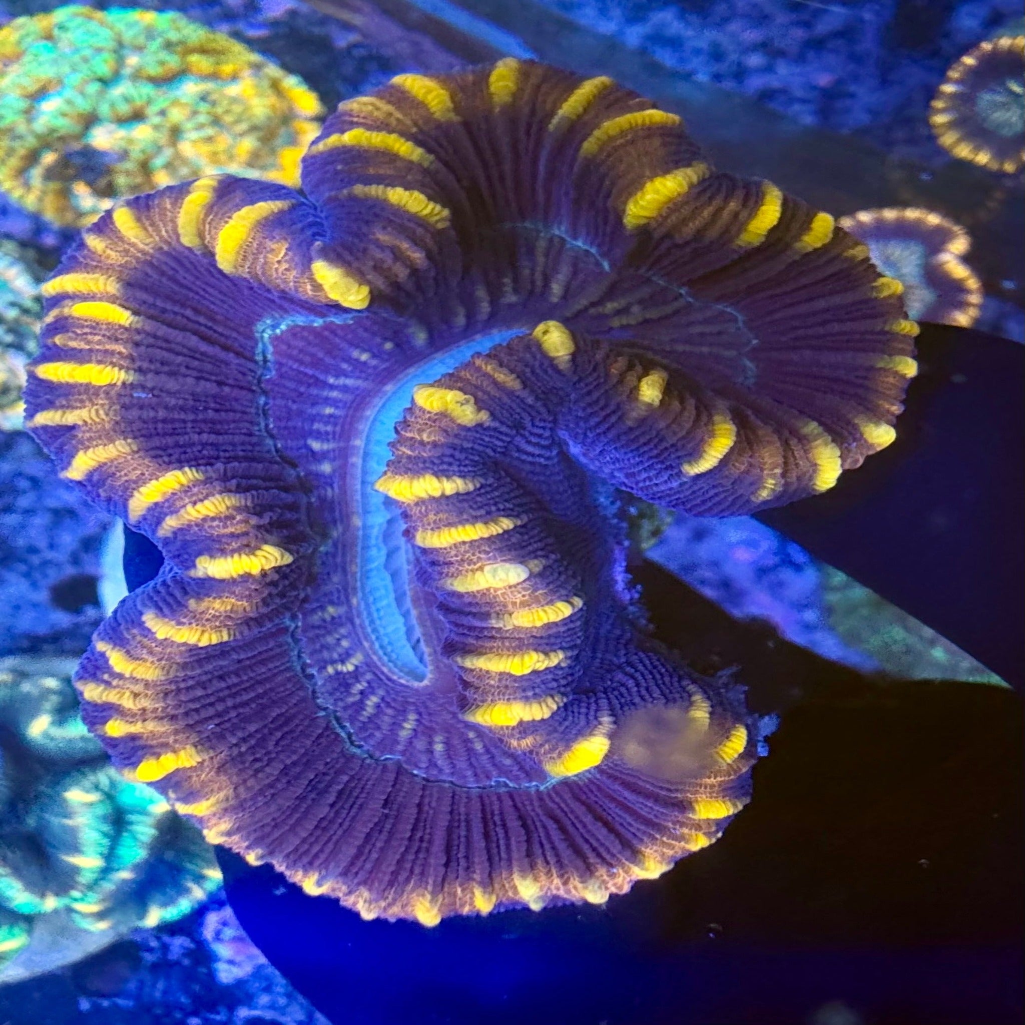 Orange Stripe Trachyphyllia - Aqua Group