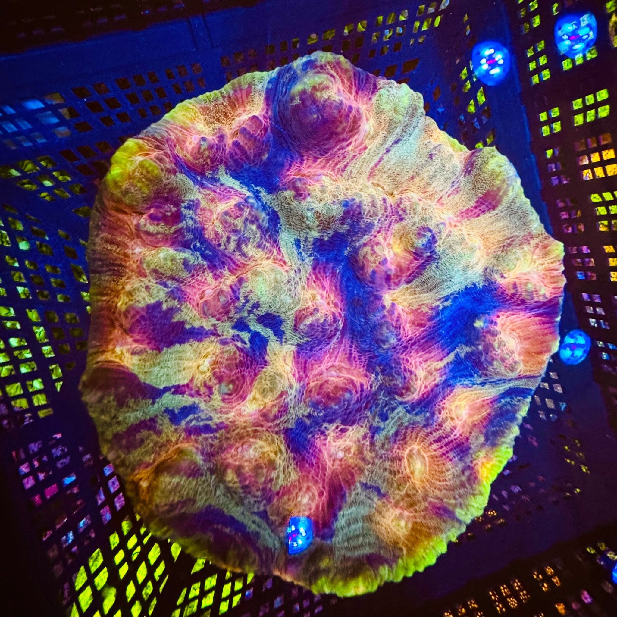 Lava Rush Chalice Colony - Aqua Group