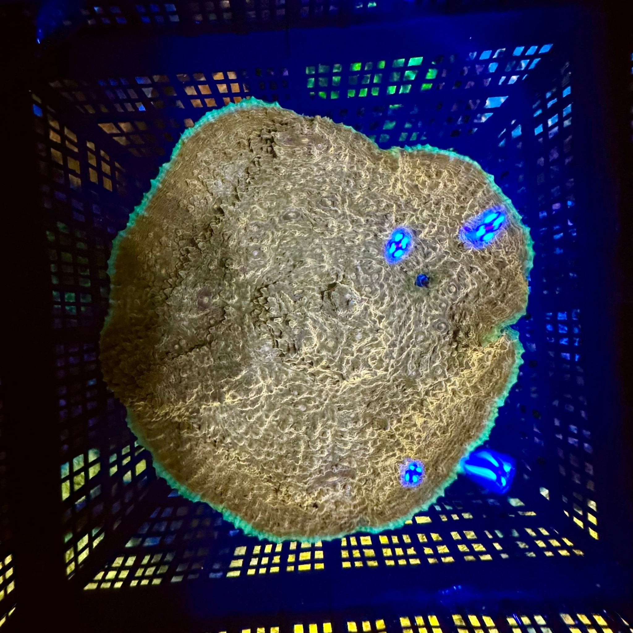 Flying Saucer Chalice - Aqua Group