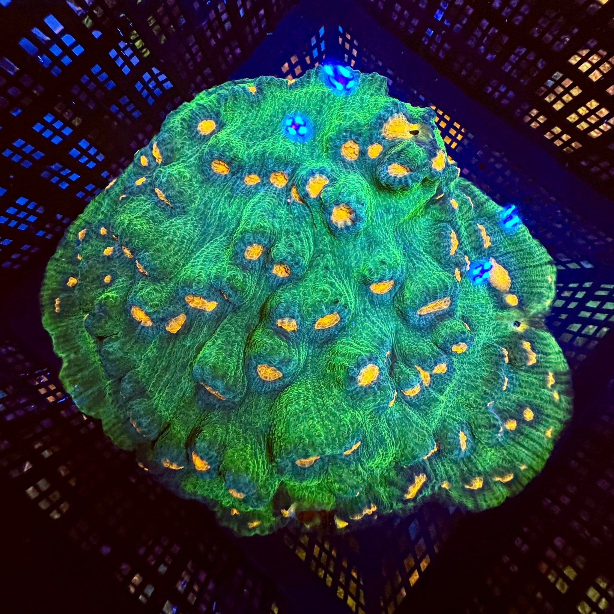 Space Invader Chalice - Aqua Group