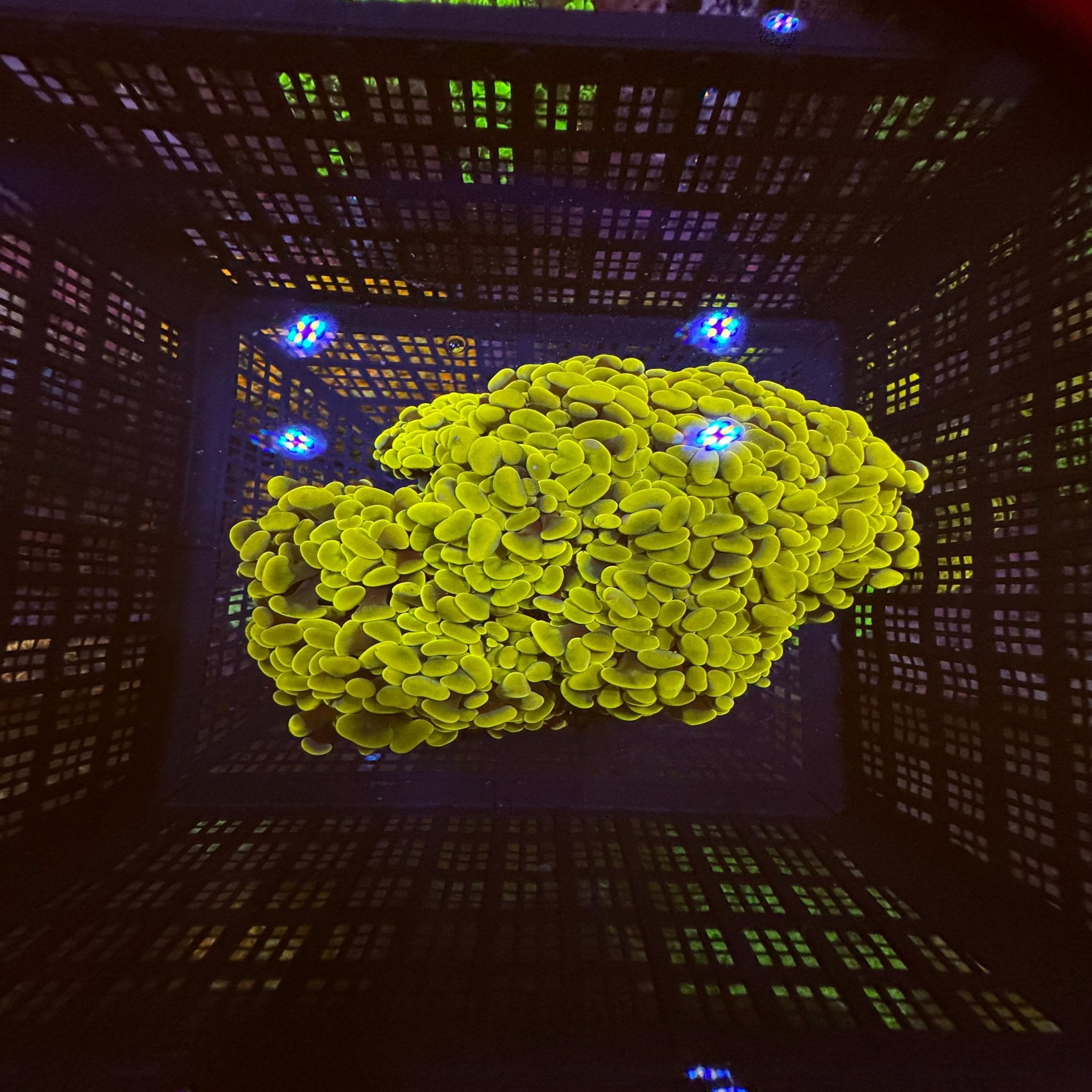 Gold Hammer Colony - Aqua Group