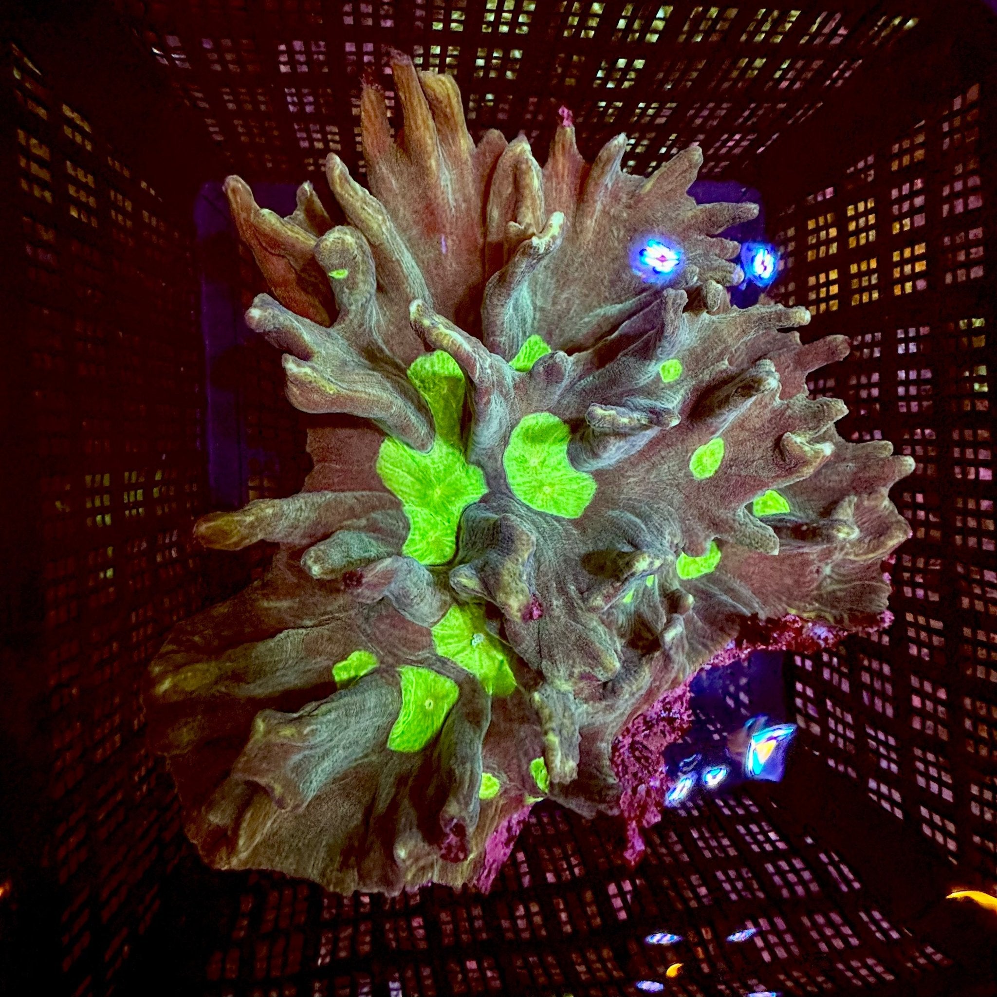 Space Invader Pectinia - Aqua Group