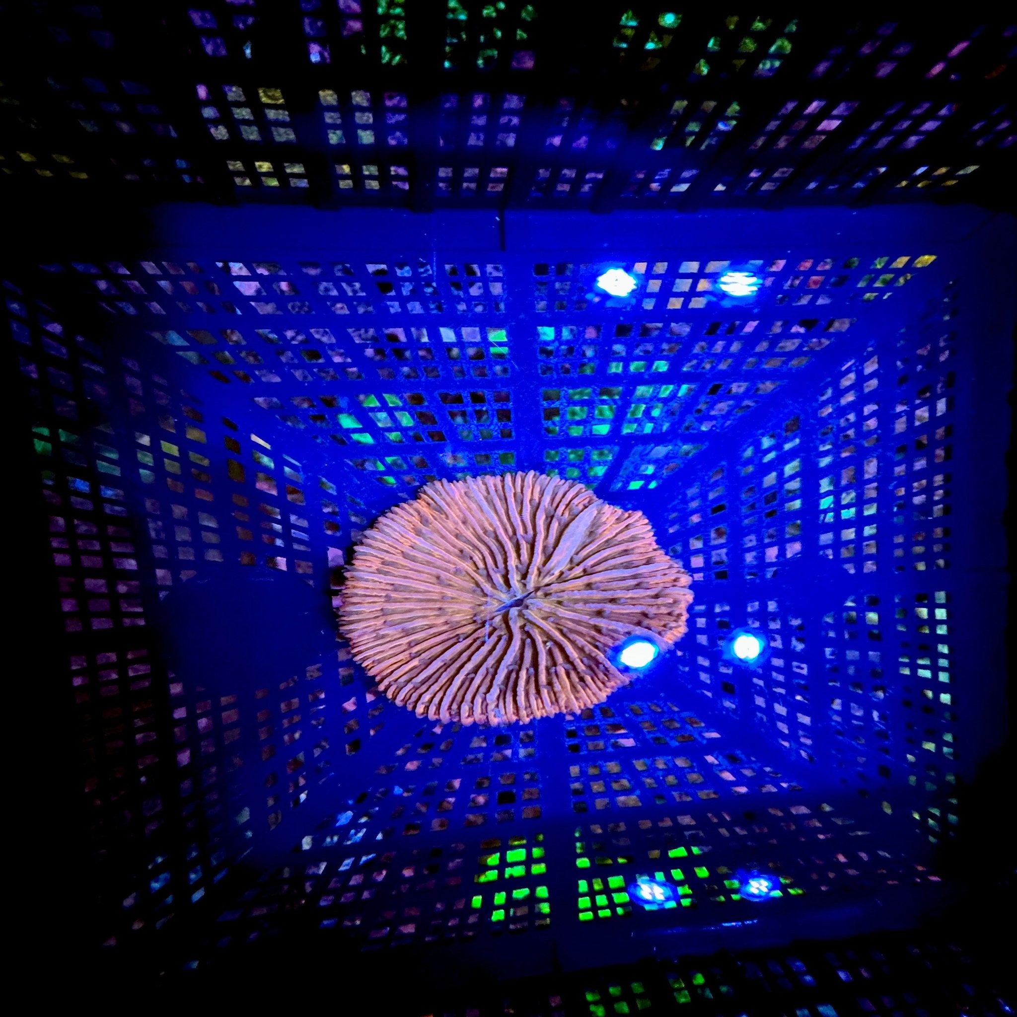 Gold/Orange Fungia - Aqua Group