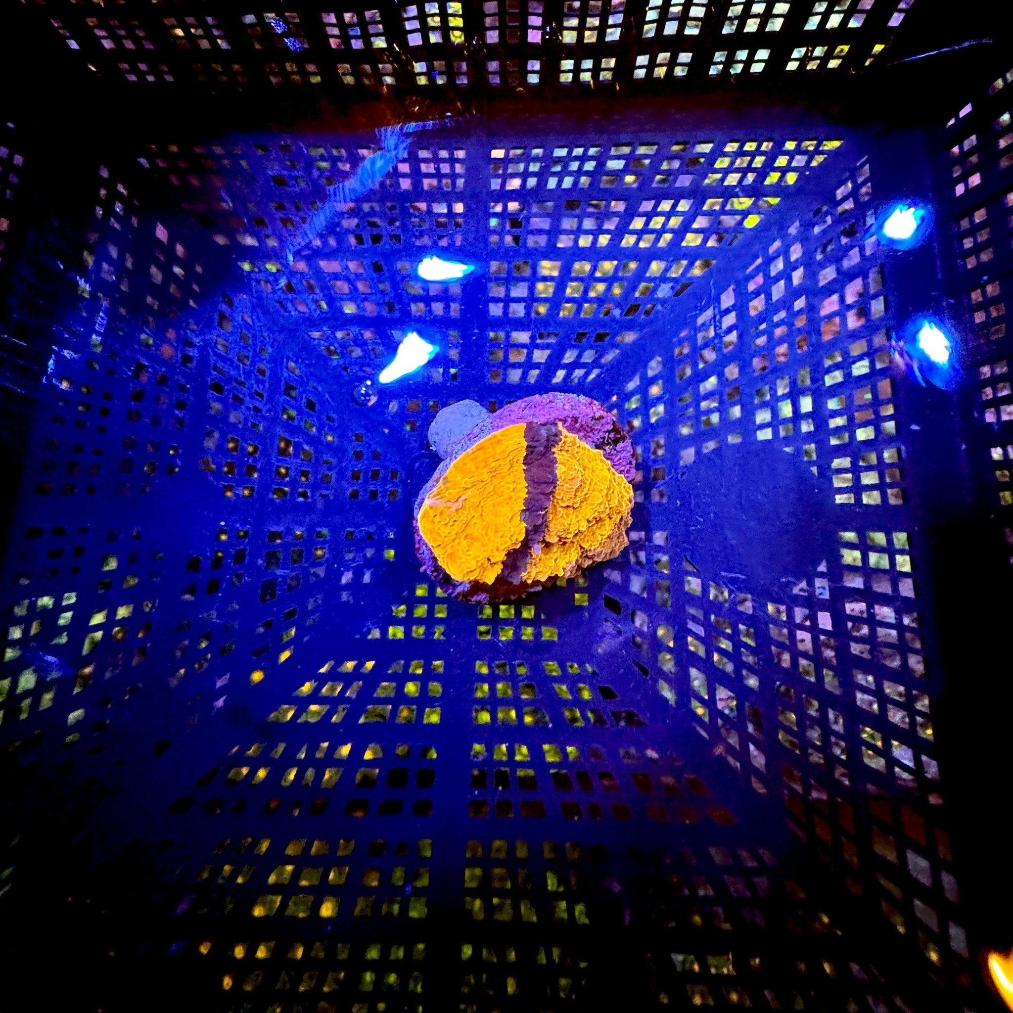 Grafted black stripe chalice