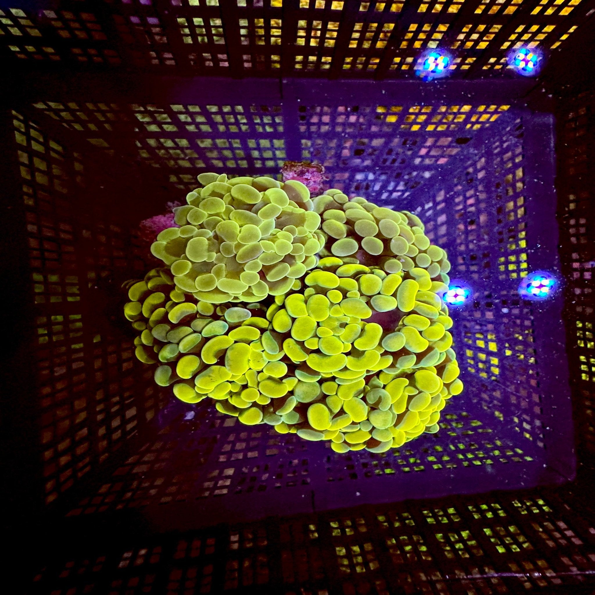 Grail Branching Hammer Colony