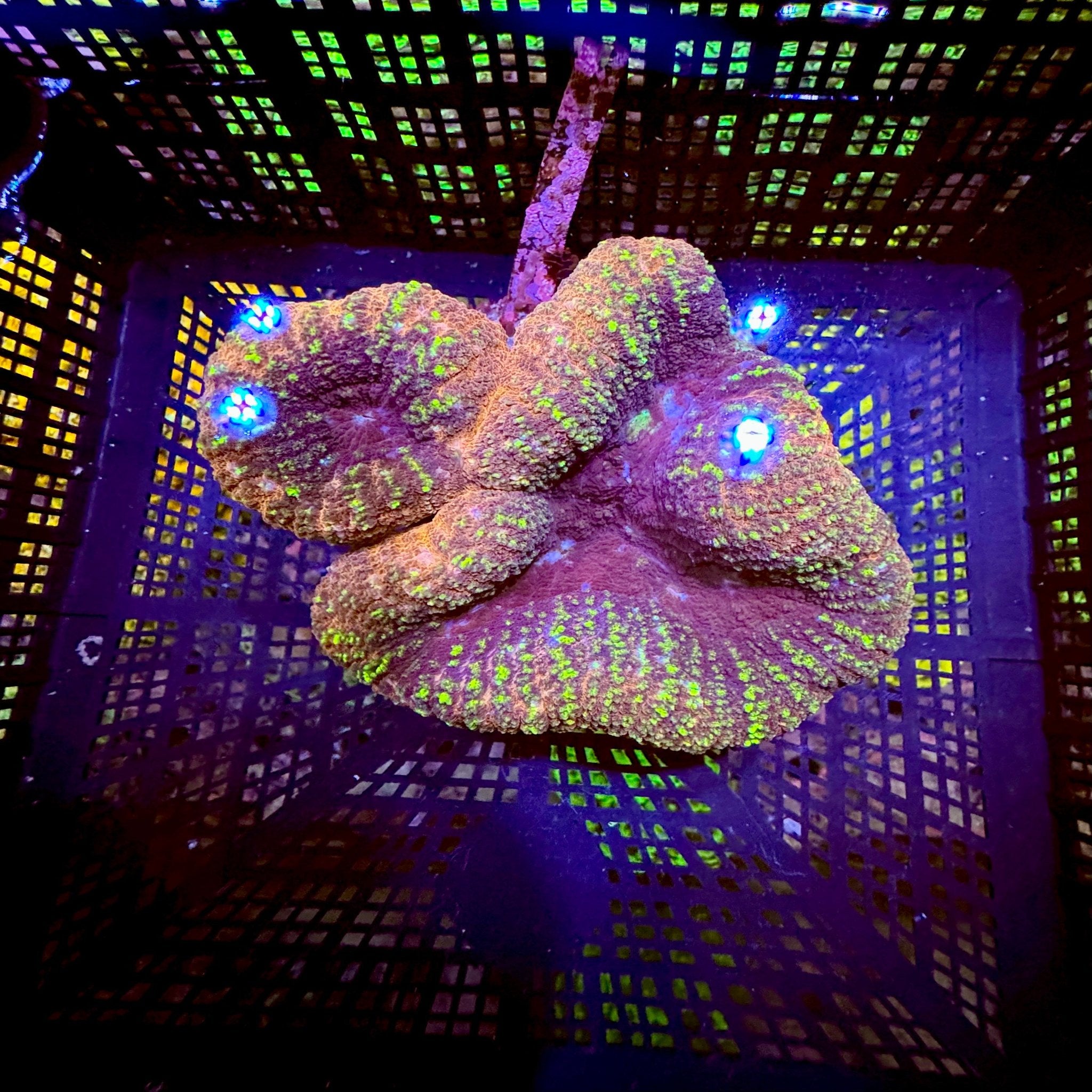 Gold Bar Red Lobophyllia