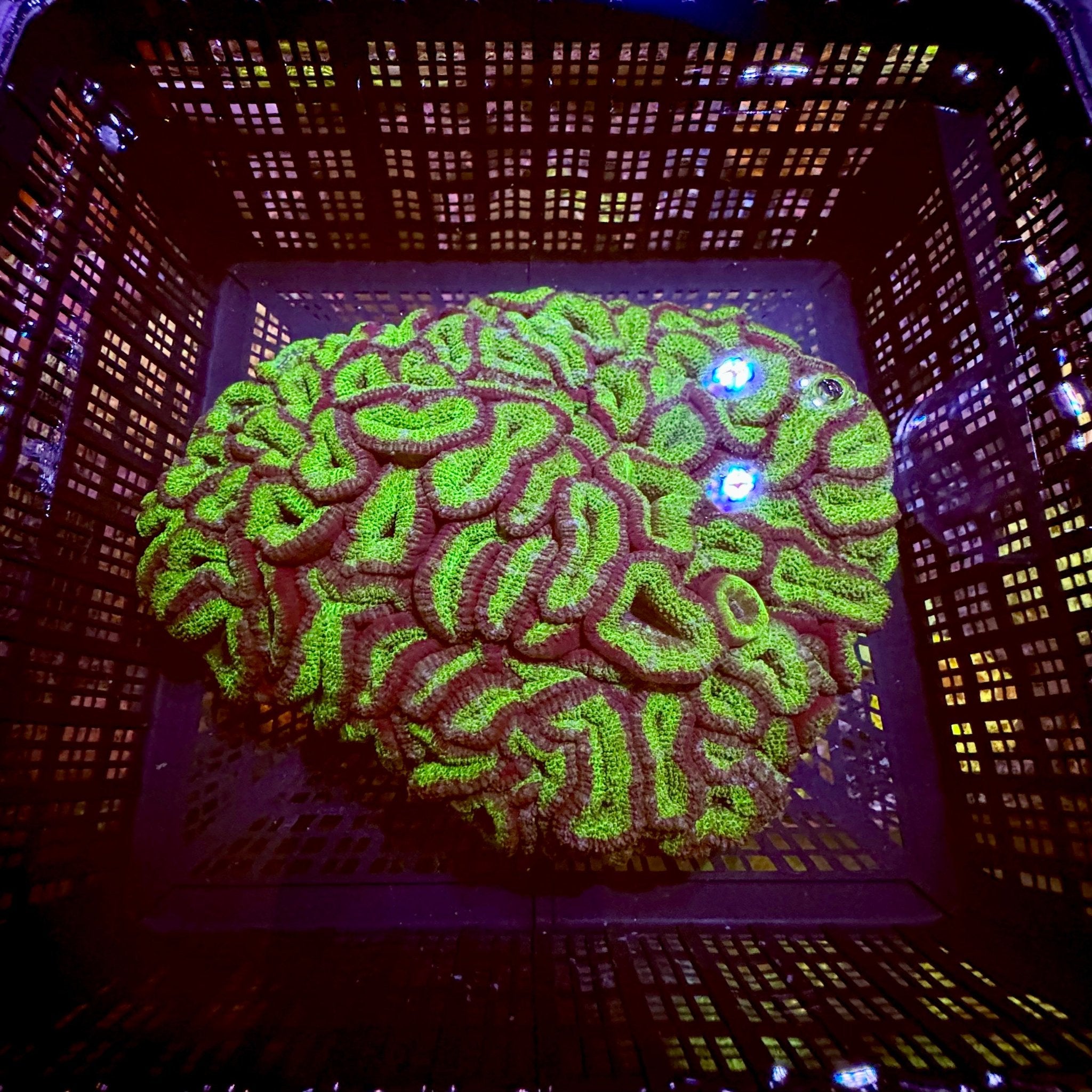 Acanthastrea Lord XL Green Colony - Aqua Group