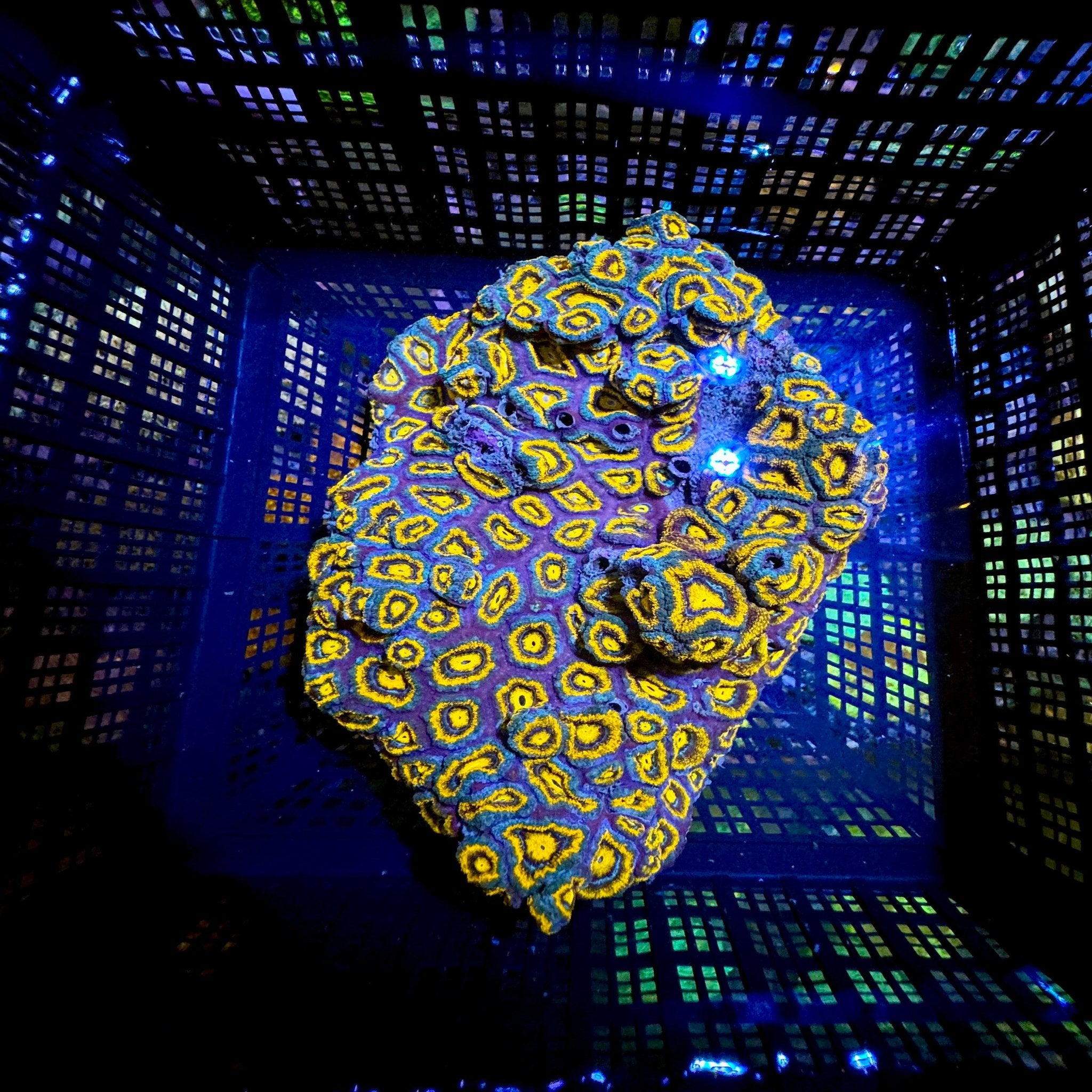 Lava Rainbow Acanthastrea Lord XL Colony - Aqua Group