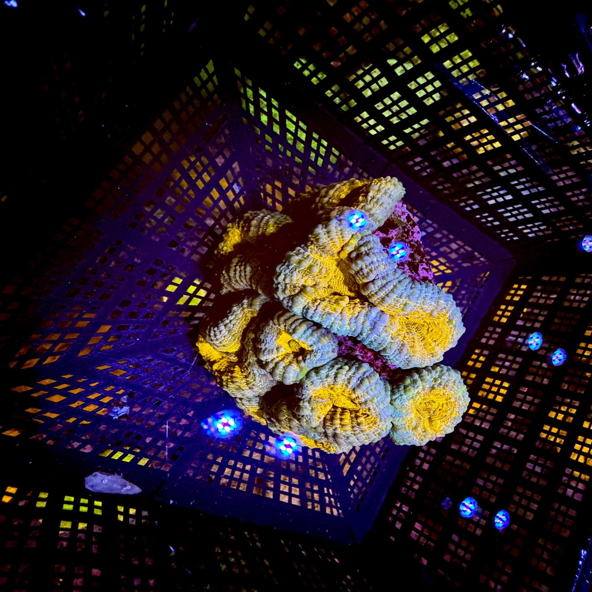 Orange & Blue Branching Acan sp. Colony