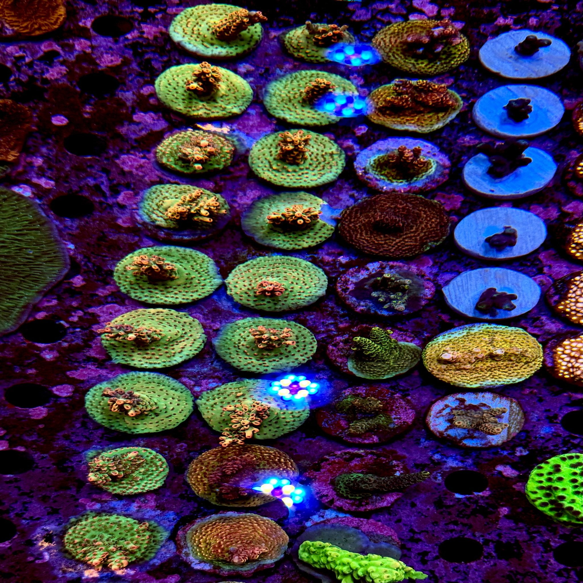 Australian Shortcake Acropora Frag - Aqua Group