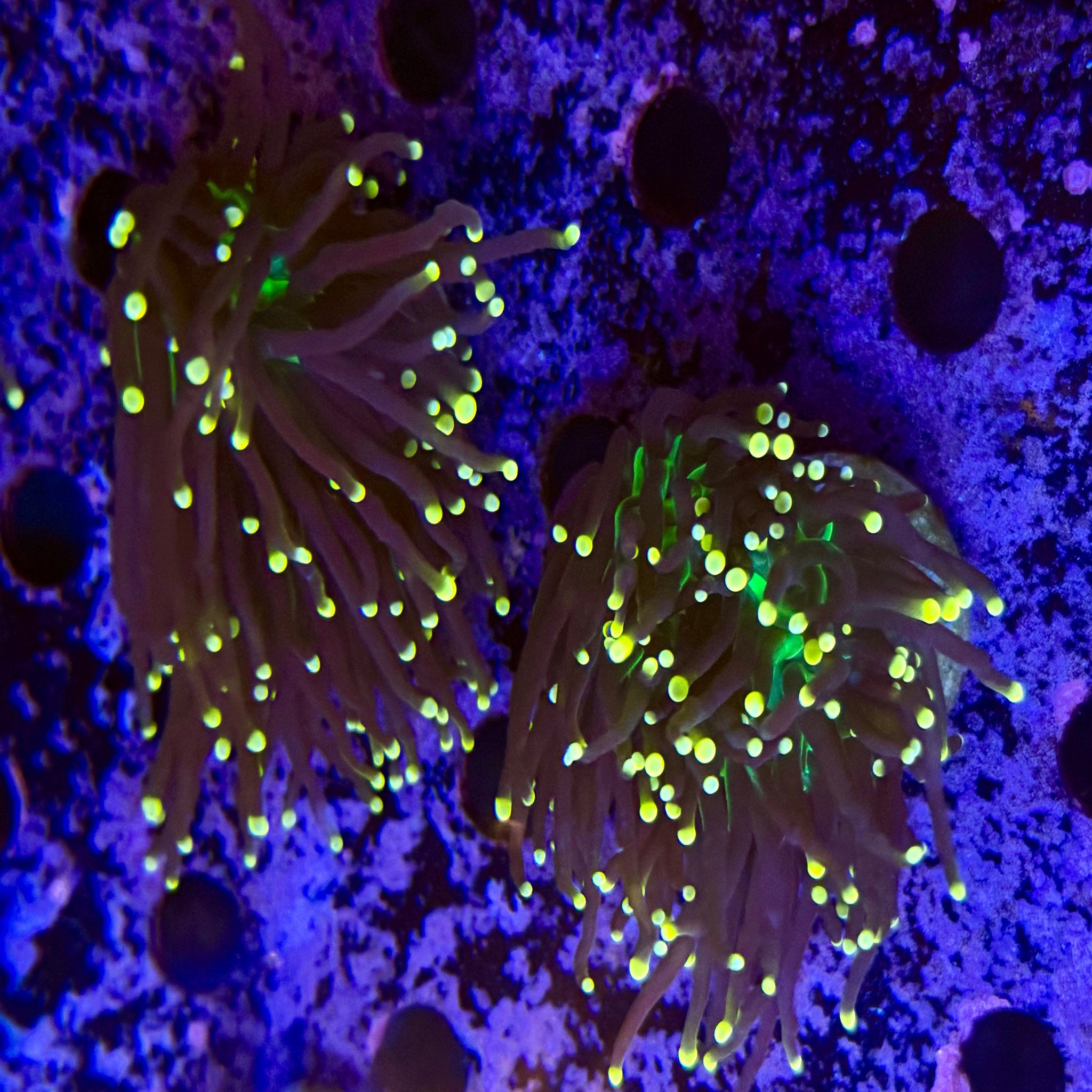 Atomic Torch - Aqua Group