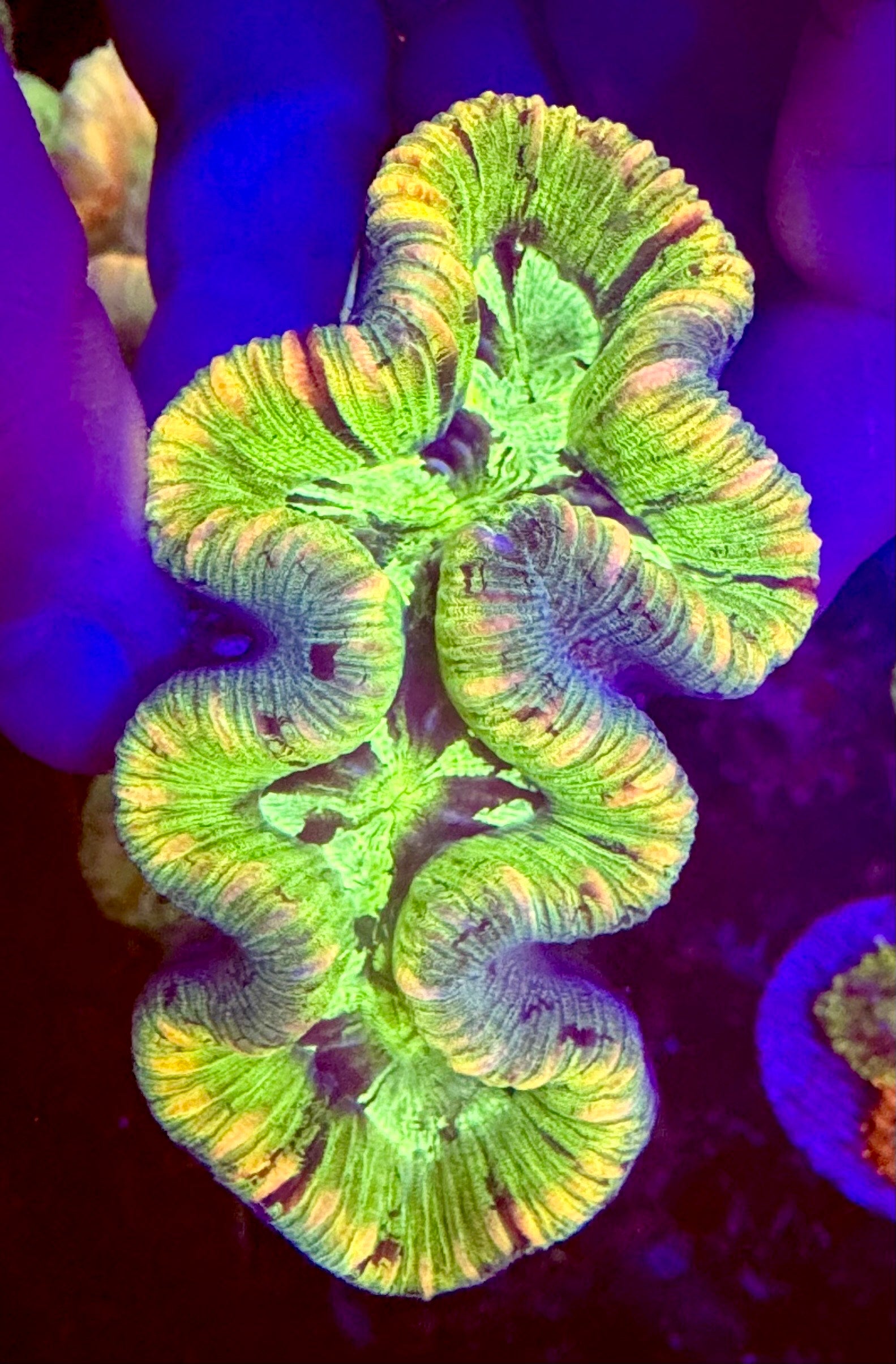 Rainbow Trachyphyllia #2
