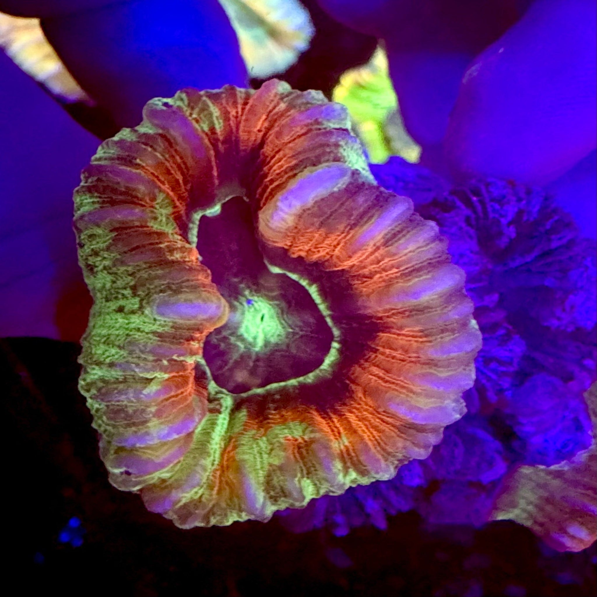 Apple Sour Trachyphyllia