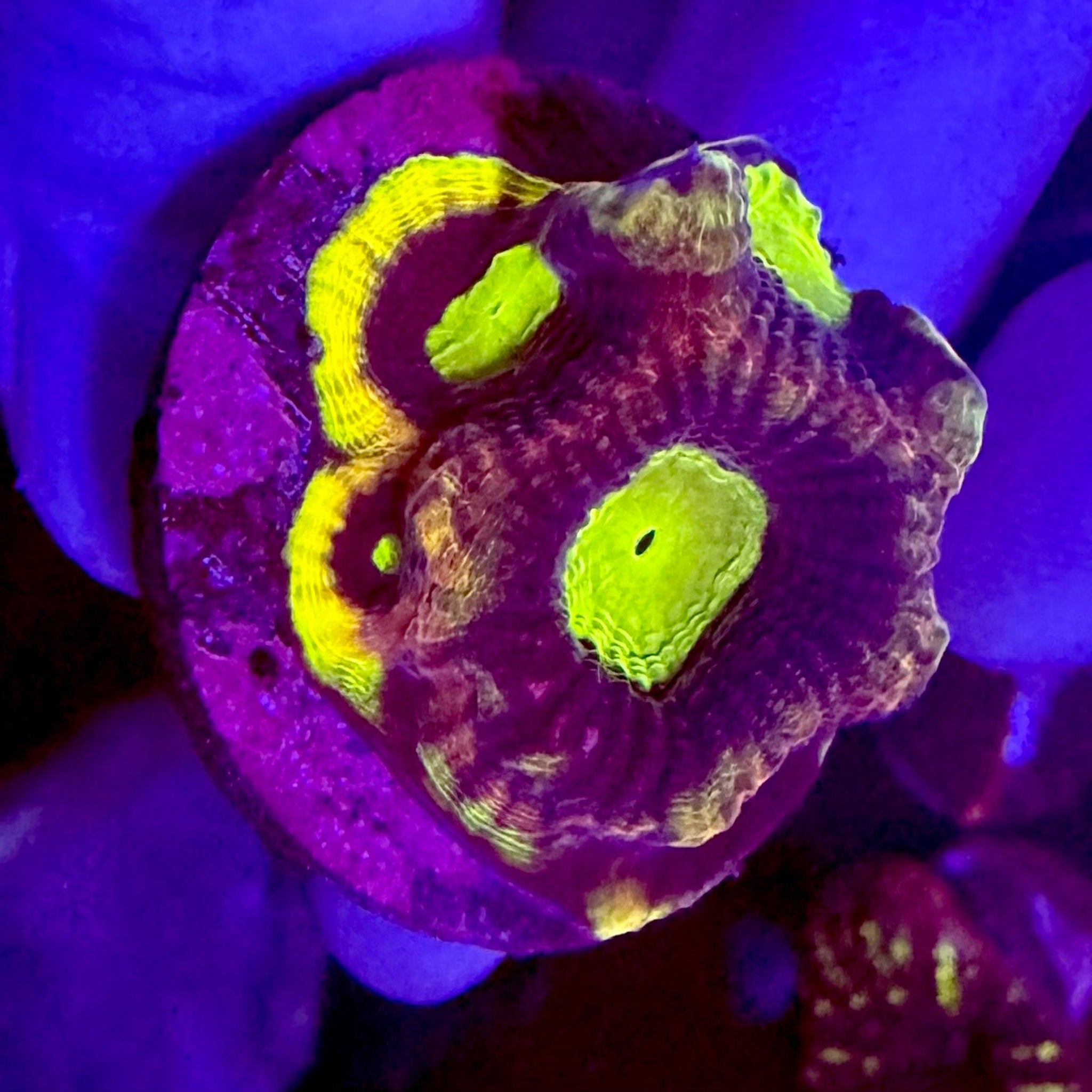 Dragon Soul Favia Frag - Aqua Group