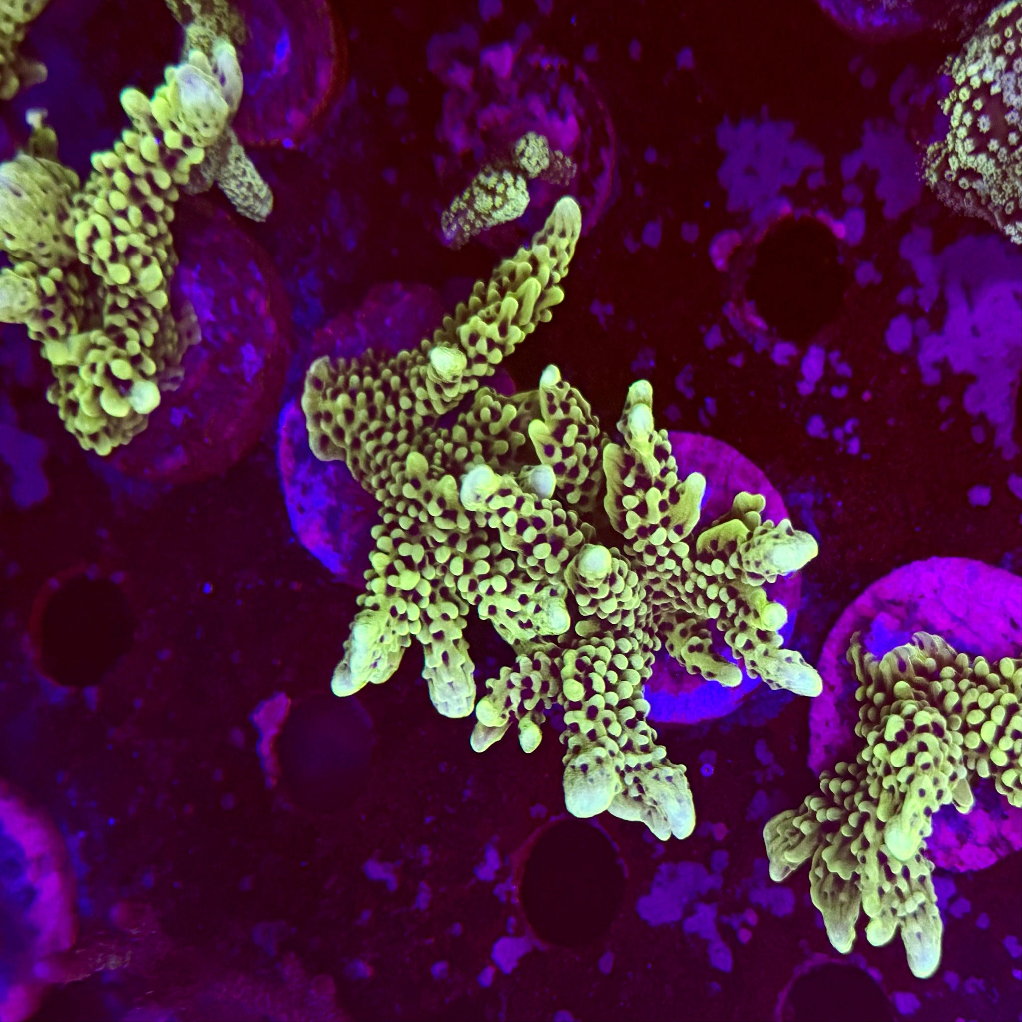 Montipora Denae Frag - Aqua Group