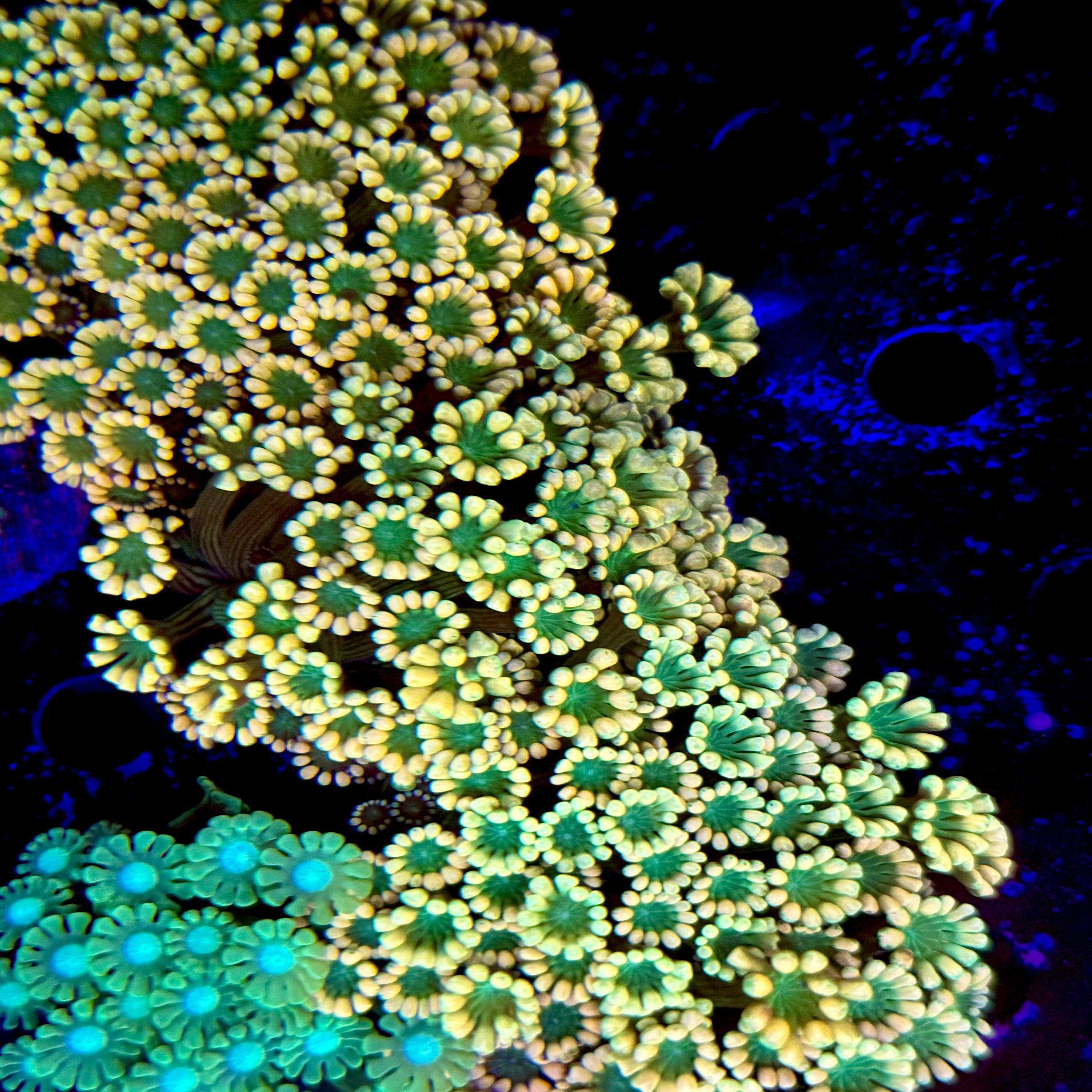 Orange/Peach Aussie Alveopora Frag