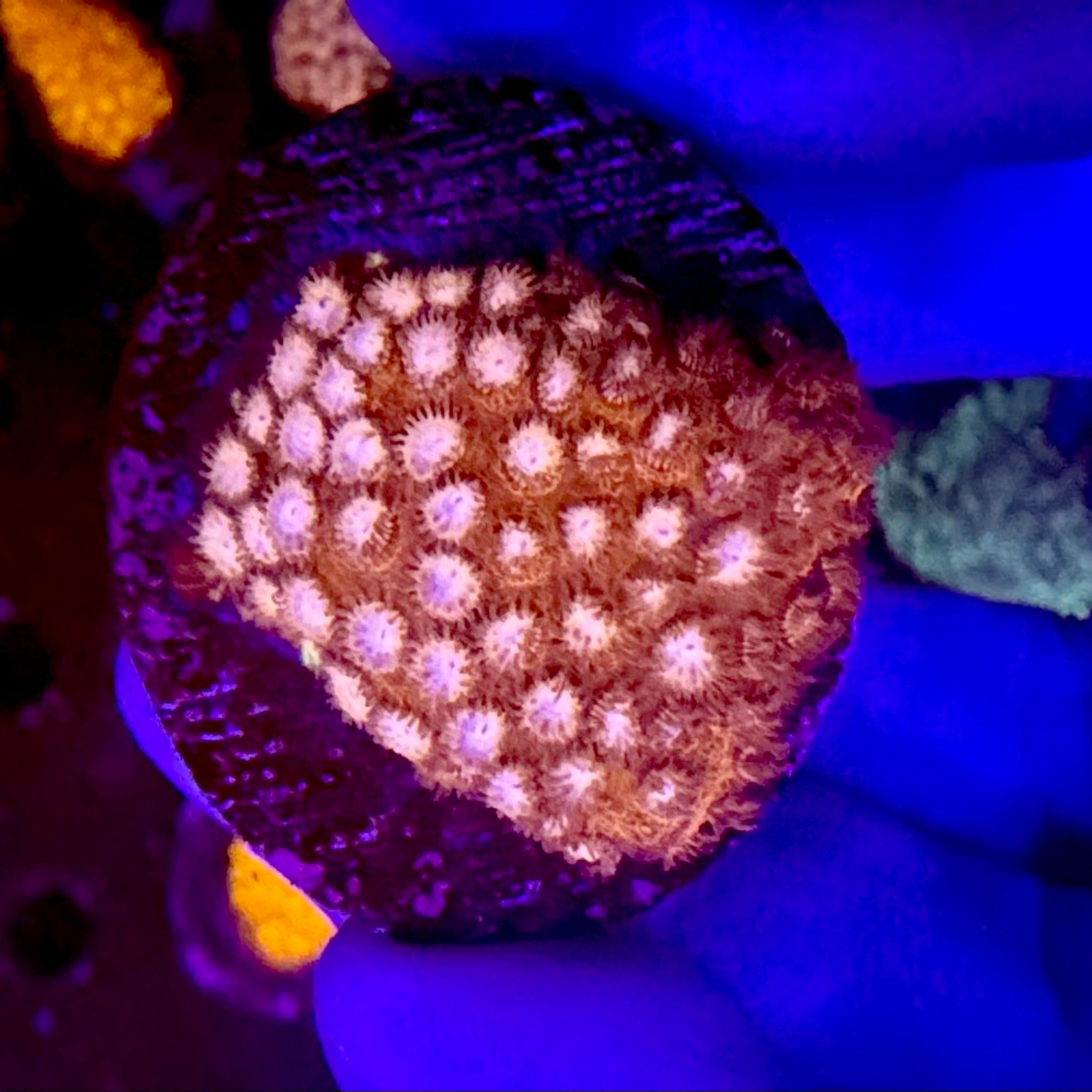 Peppermint Cyphastrea Frag - Aqua Group