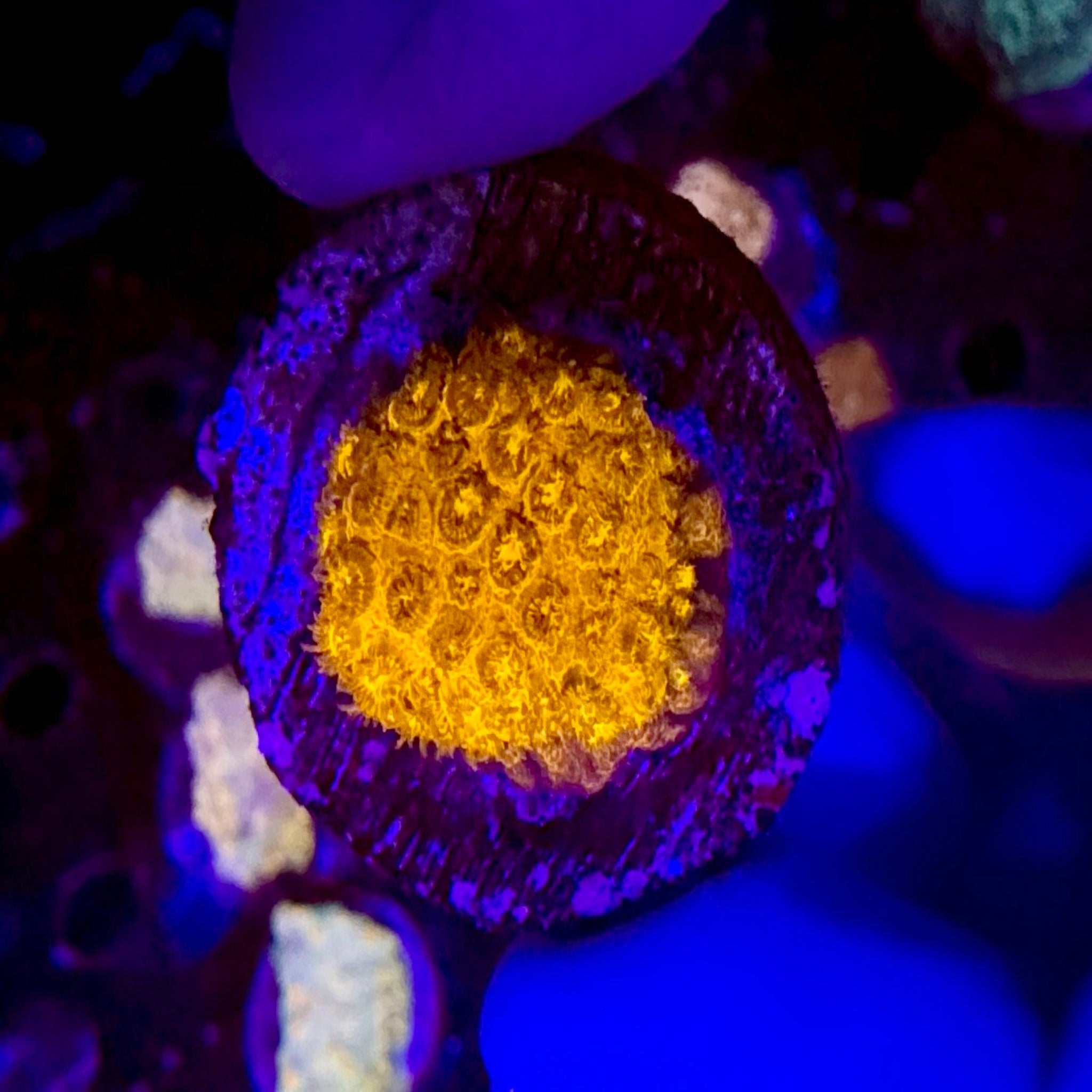 Burning Ember Cyphastrea Frag - Aqua Group
