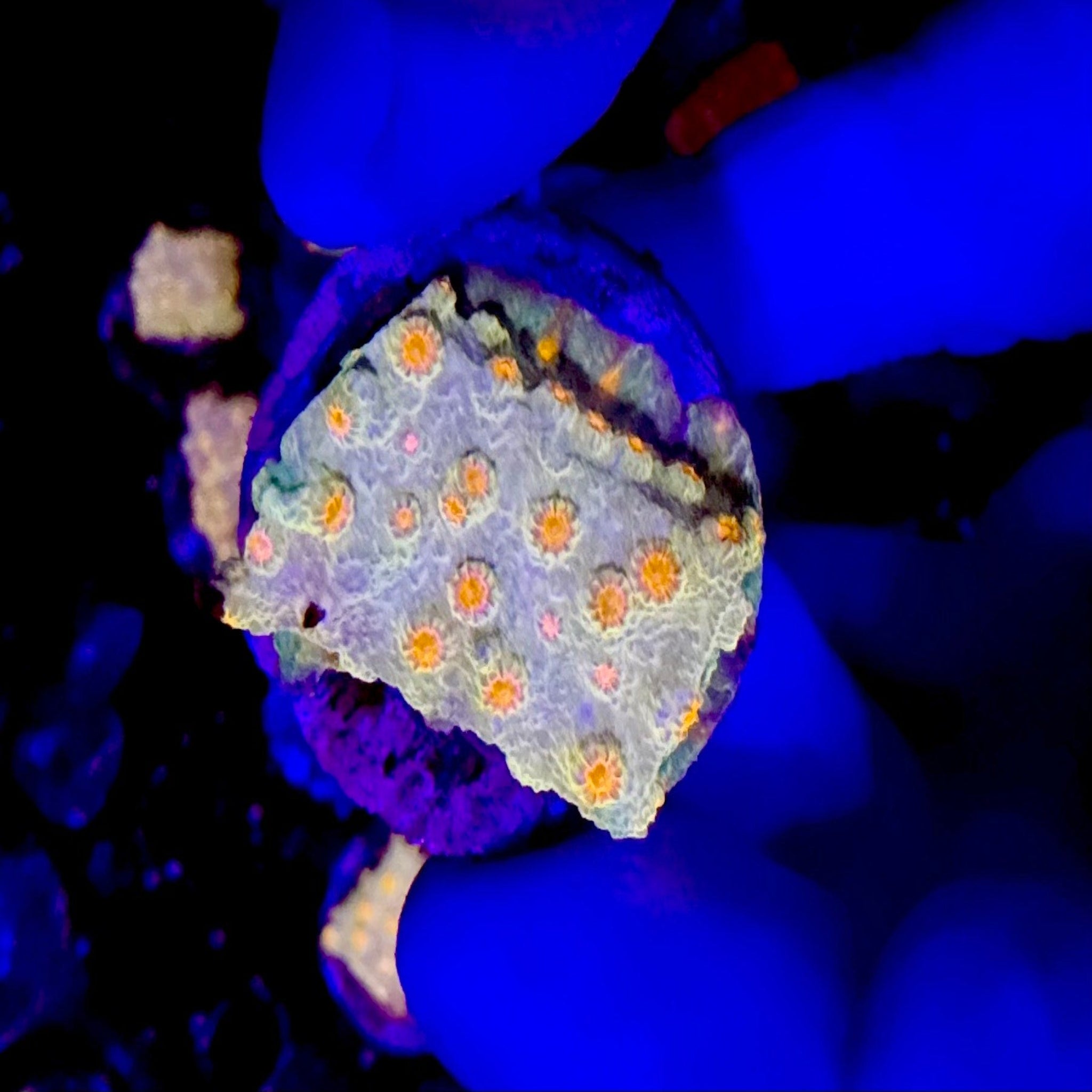 Meteor Shower Cyphastrea Frag - Aqua Group