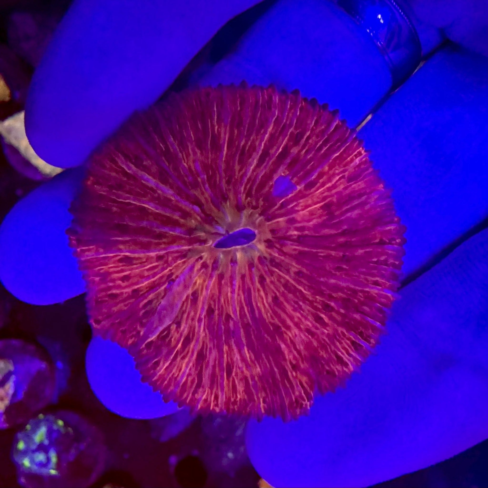 Flaming Flamingo Fungia - Aqua Group