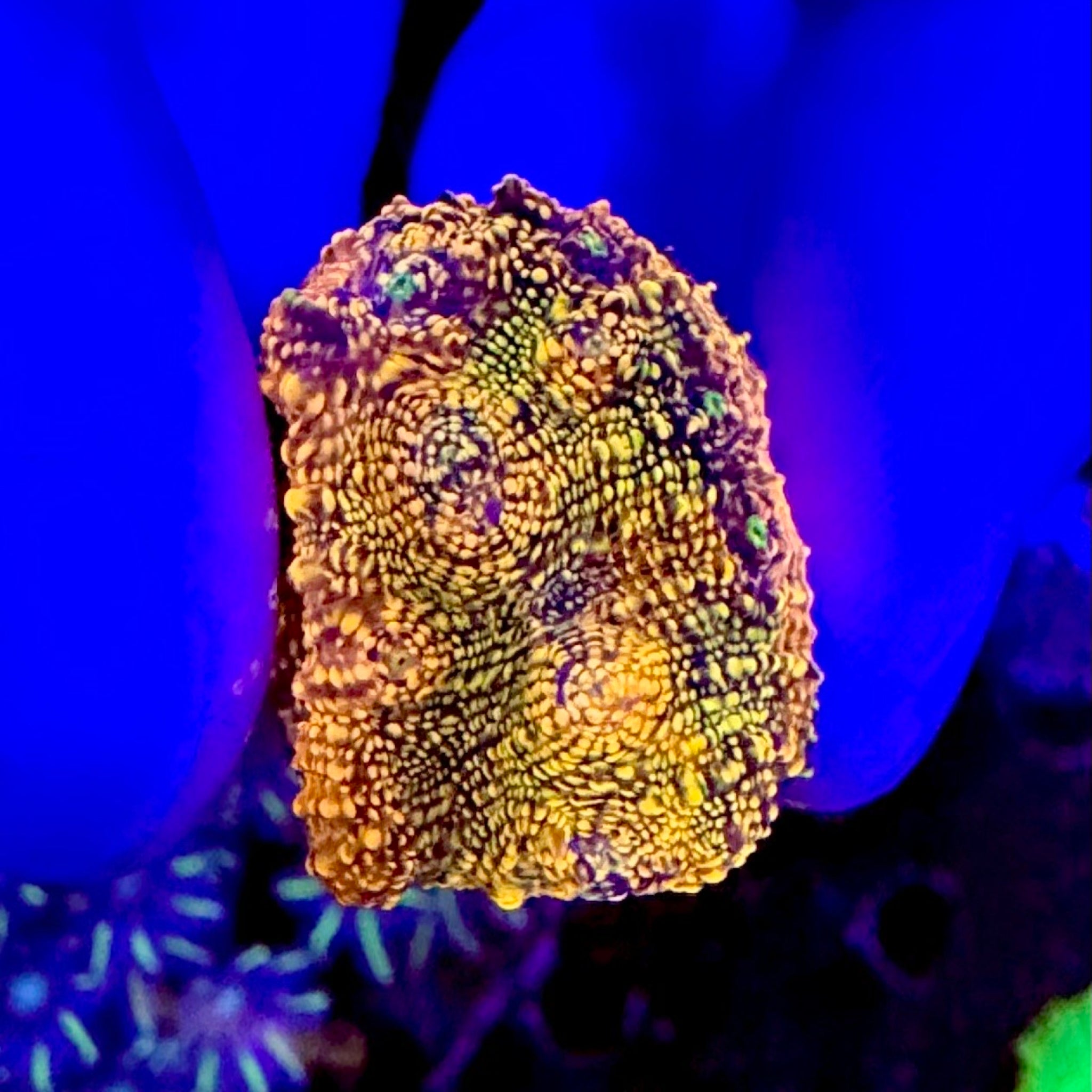 Orange Peal Glitter Chalice Frag