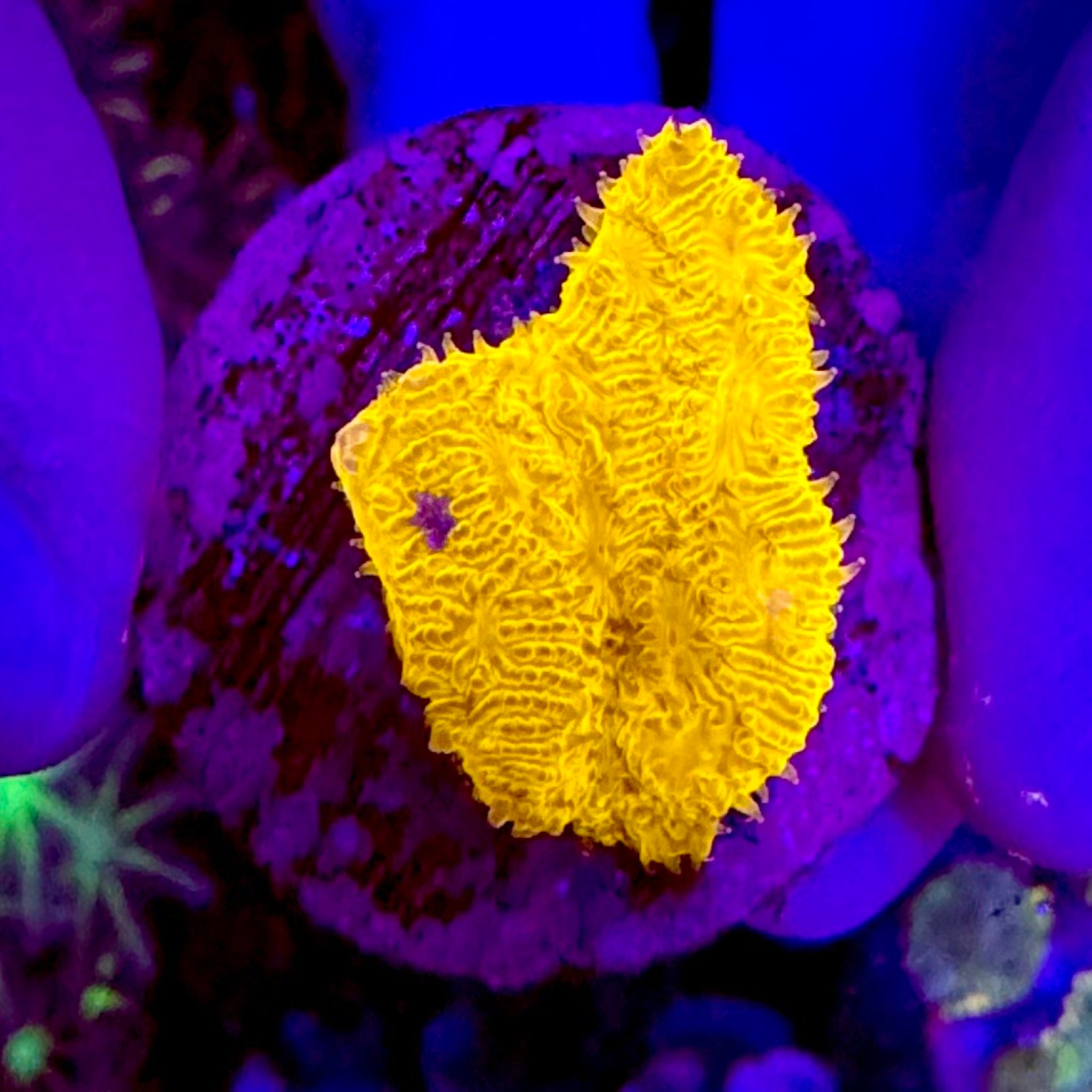 Orange Psammacora Frag - Aqua Group