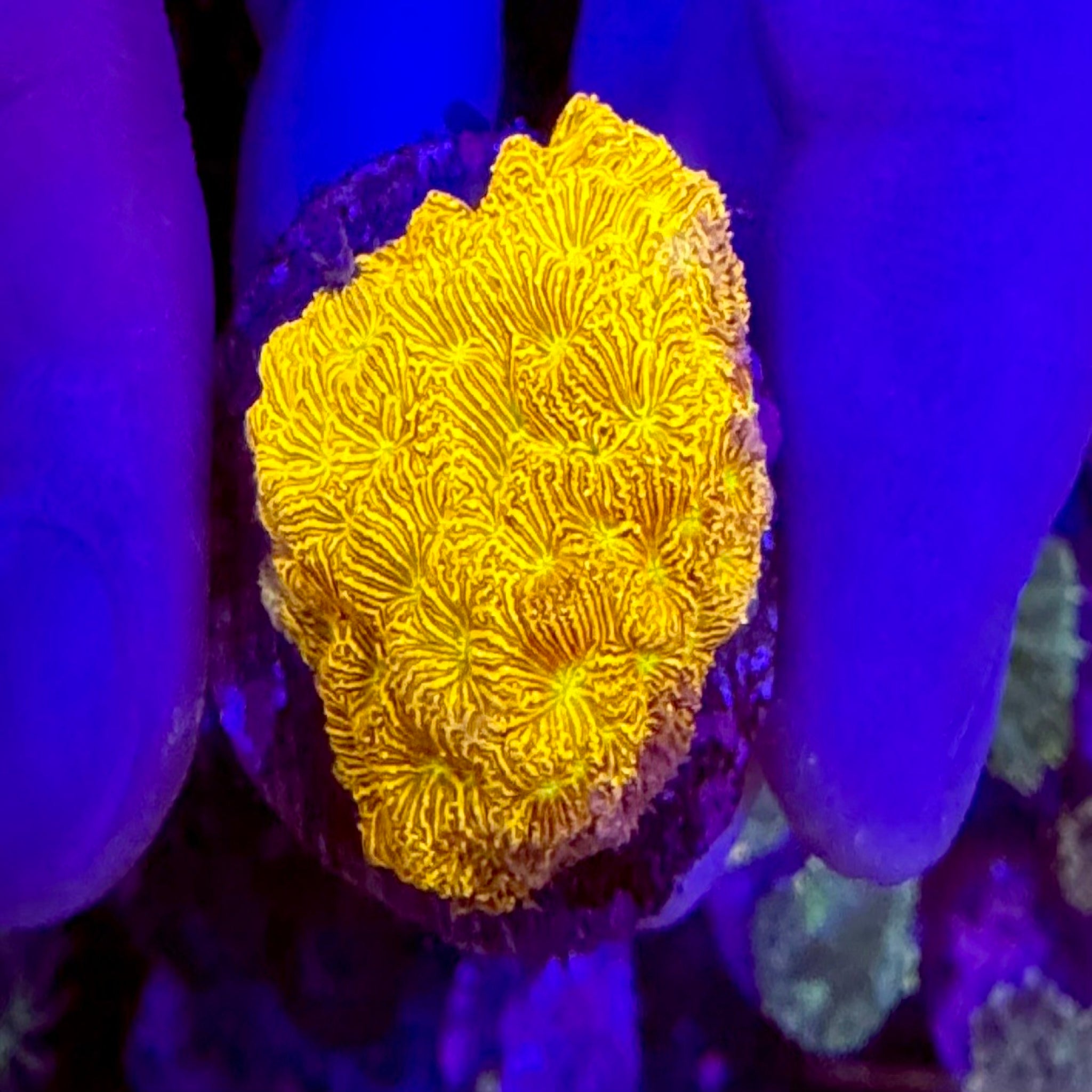 Jack O Lantern Leptoseris Frag
