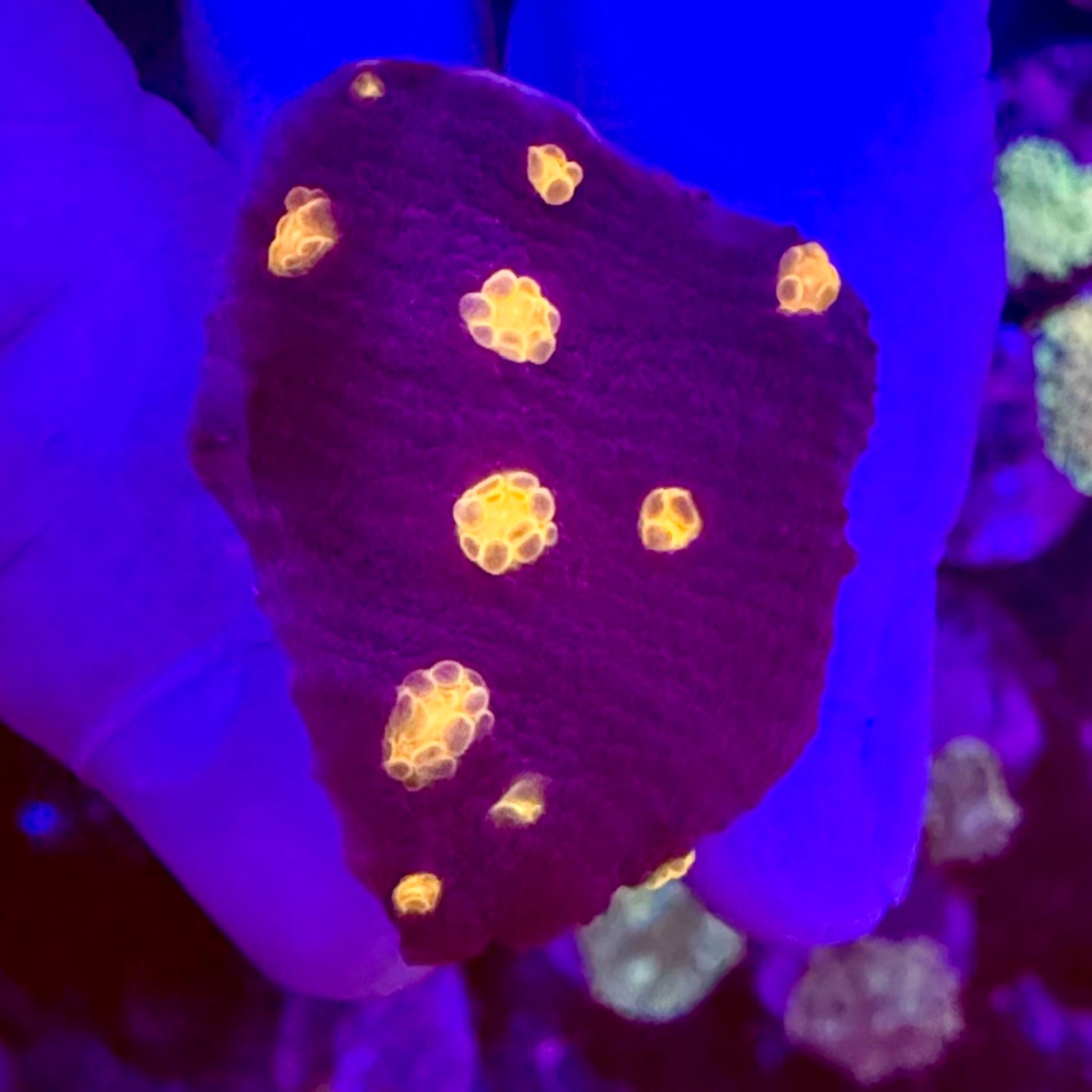 Halloween Screamer Chalice Frag