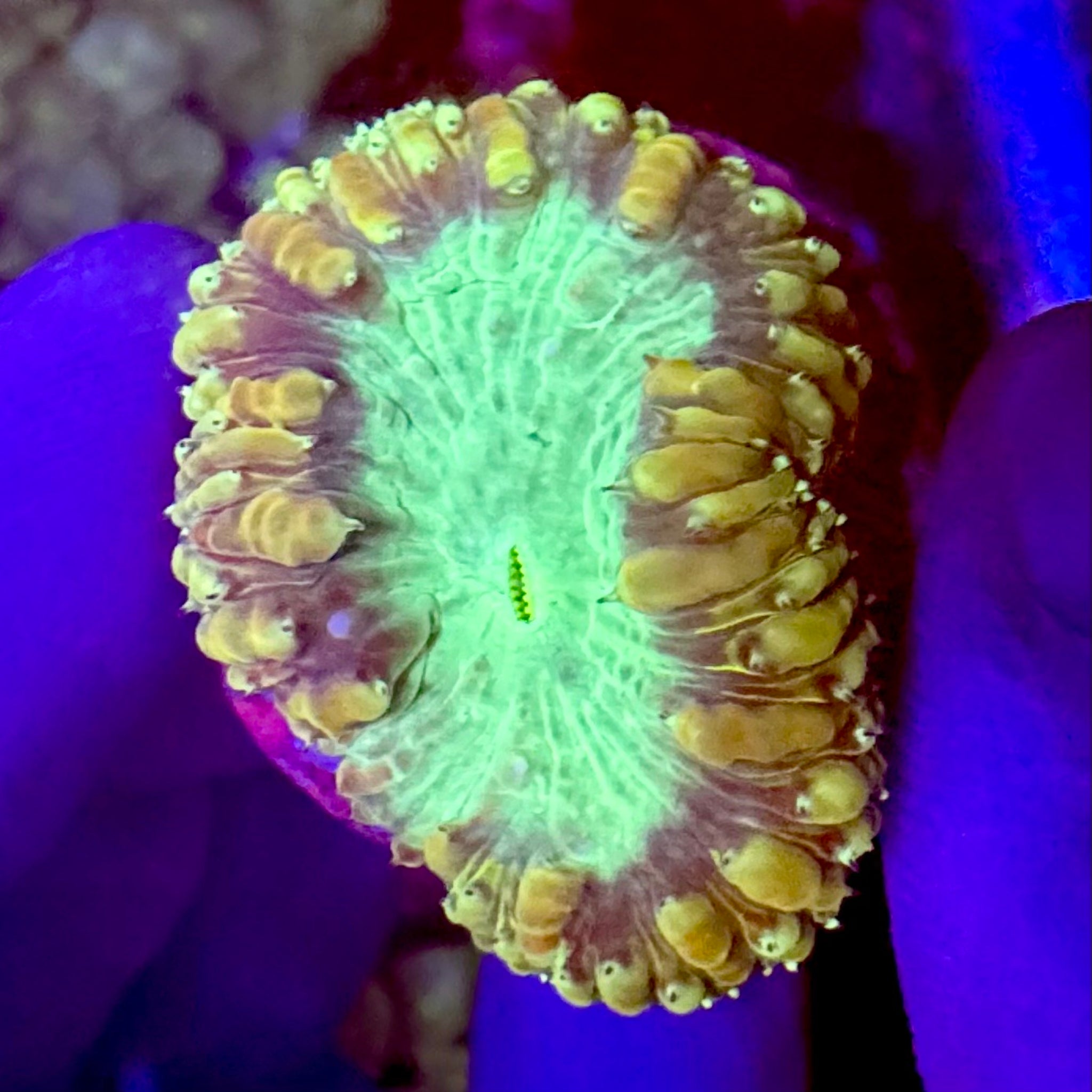 Gold Skirt Blatomussa Wellsi