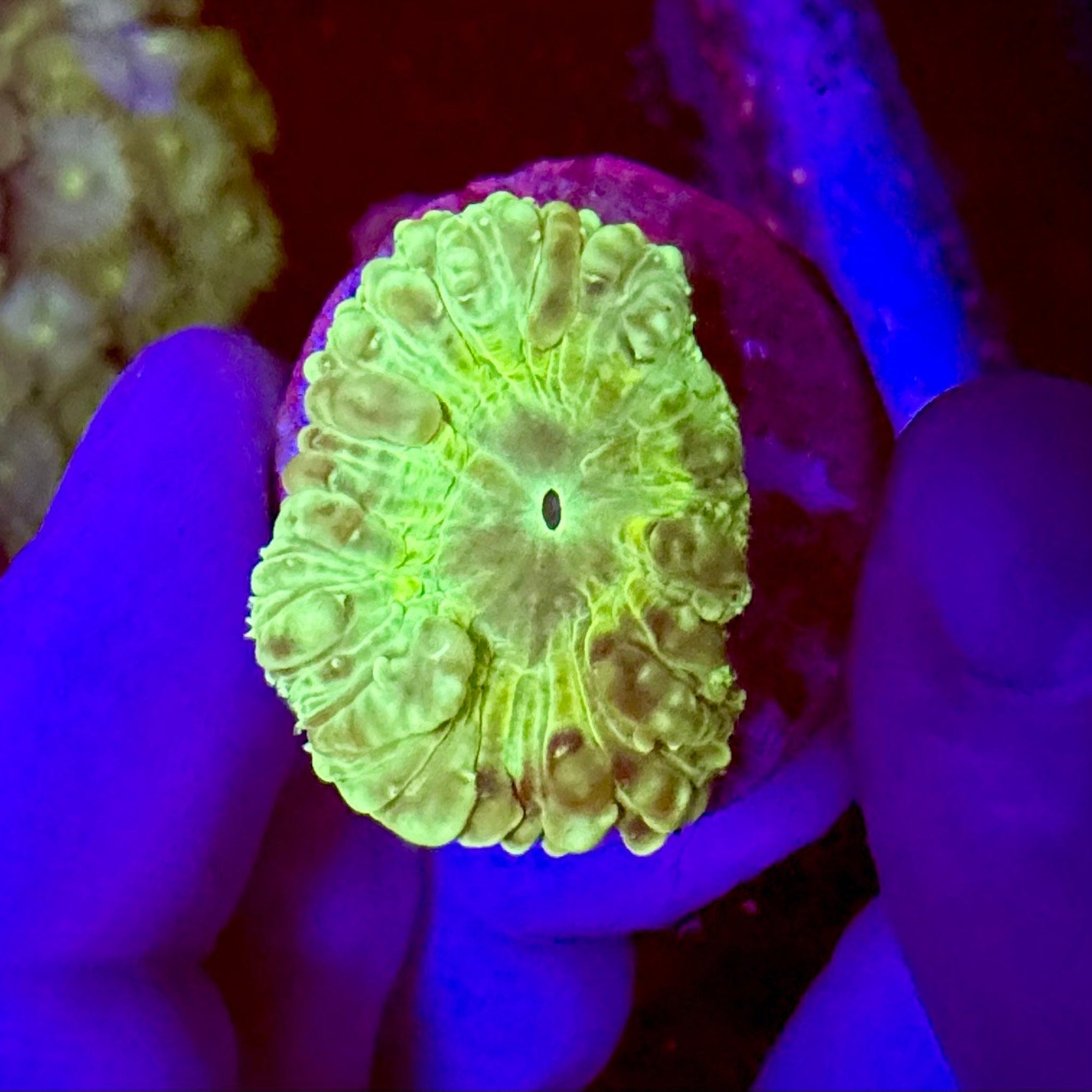 Flouro Green Blastomussa Wellsi