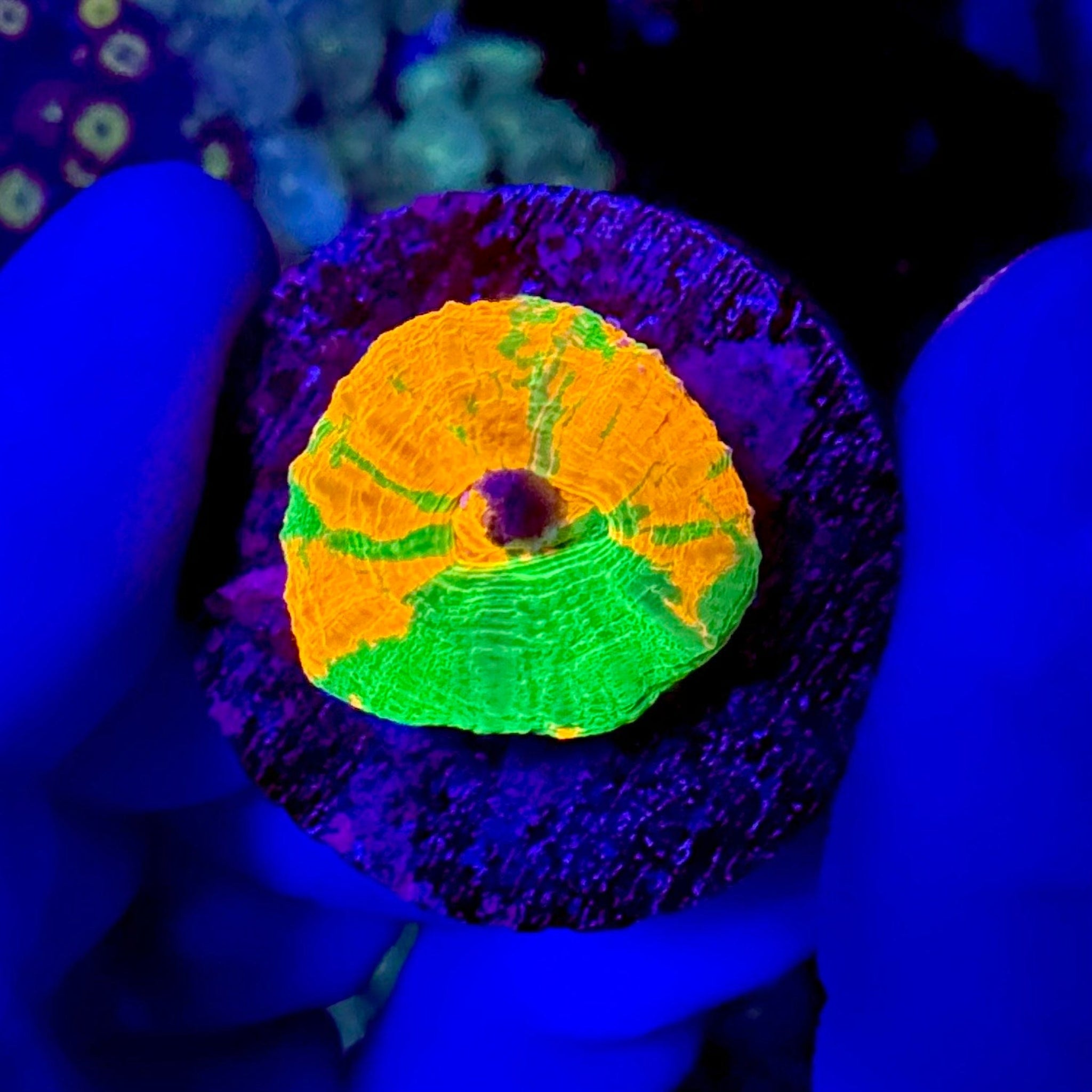 Cultured Ultra Bleeding Apple Scolymia Australis