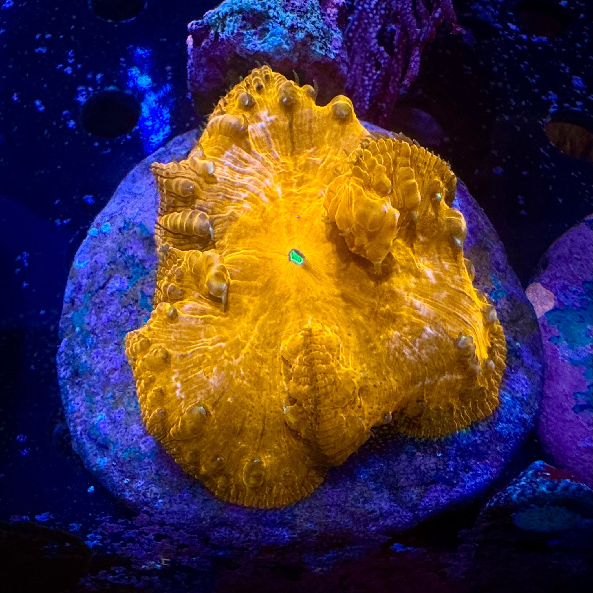 Red/Pink Splashed Blastomussa Wellsi