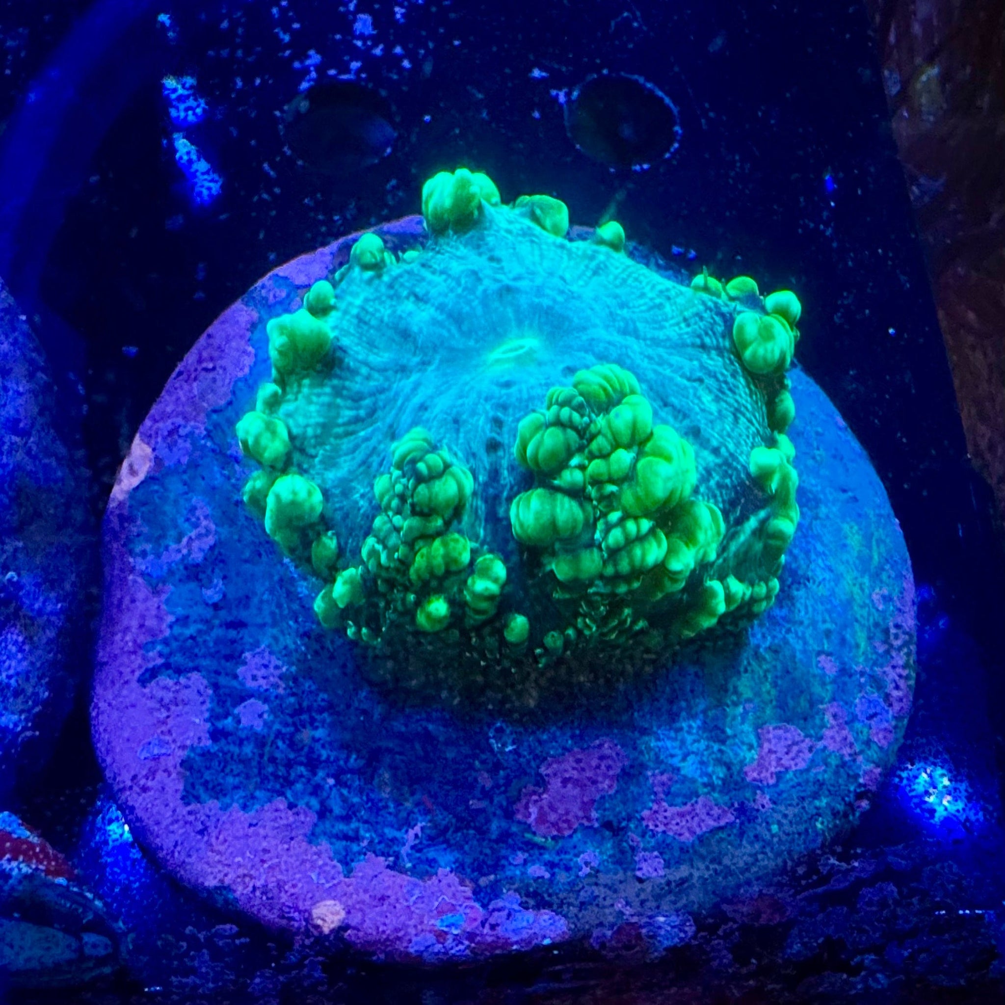 Apple Bomb Blastomussa Wellsi