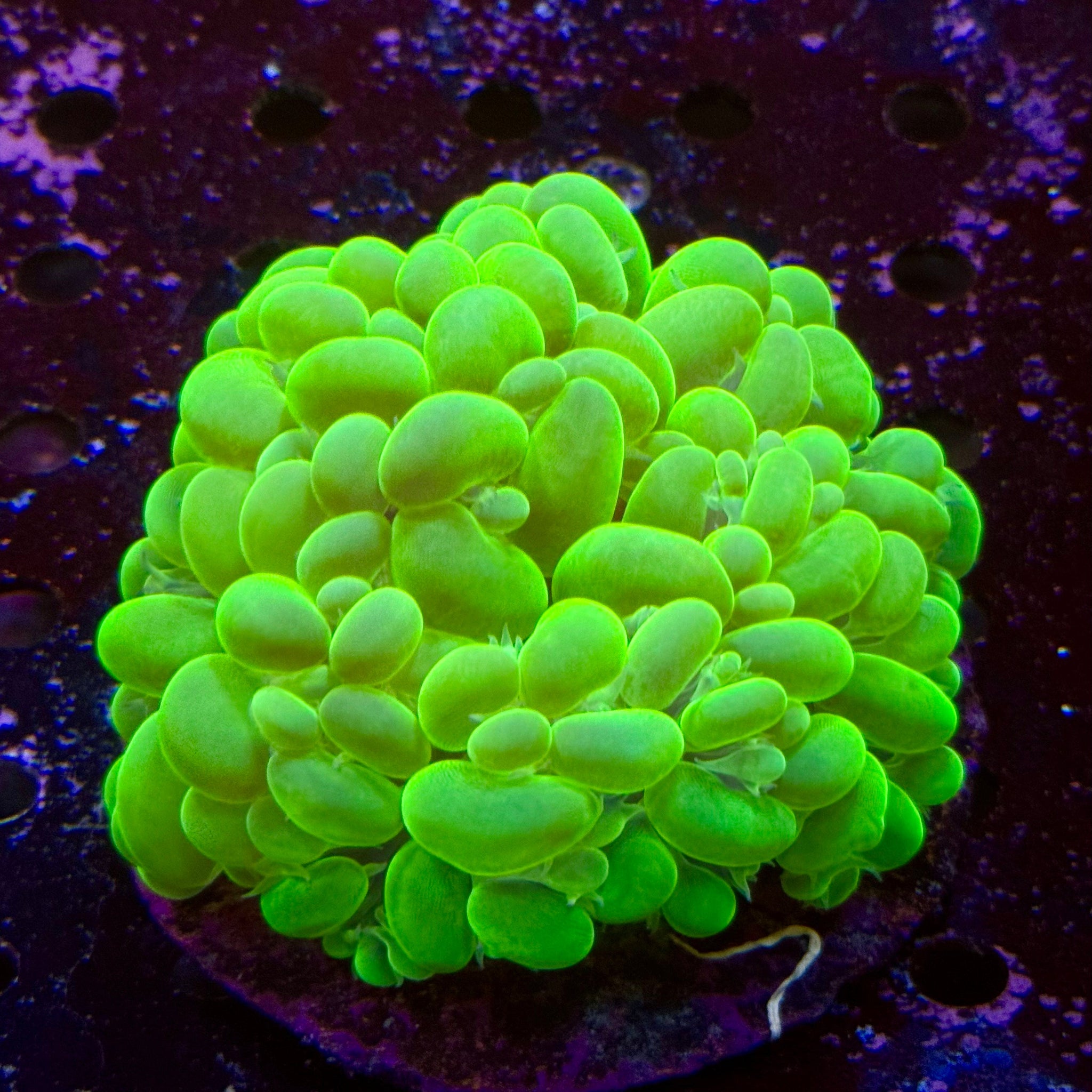 XL Toxic Green Bubble Coral