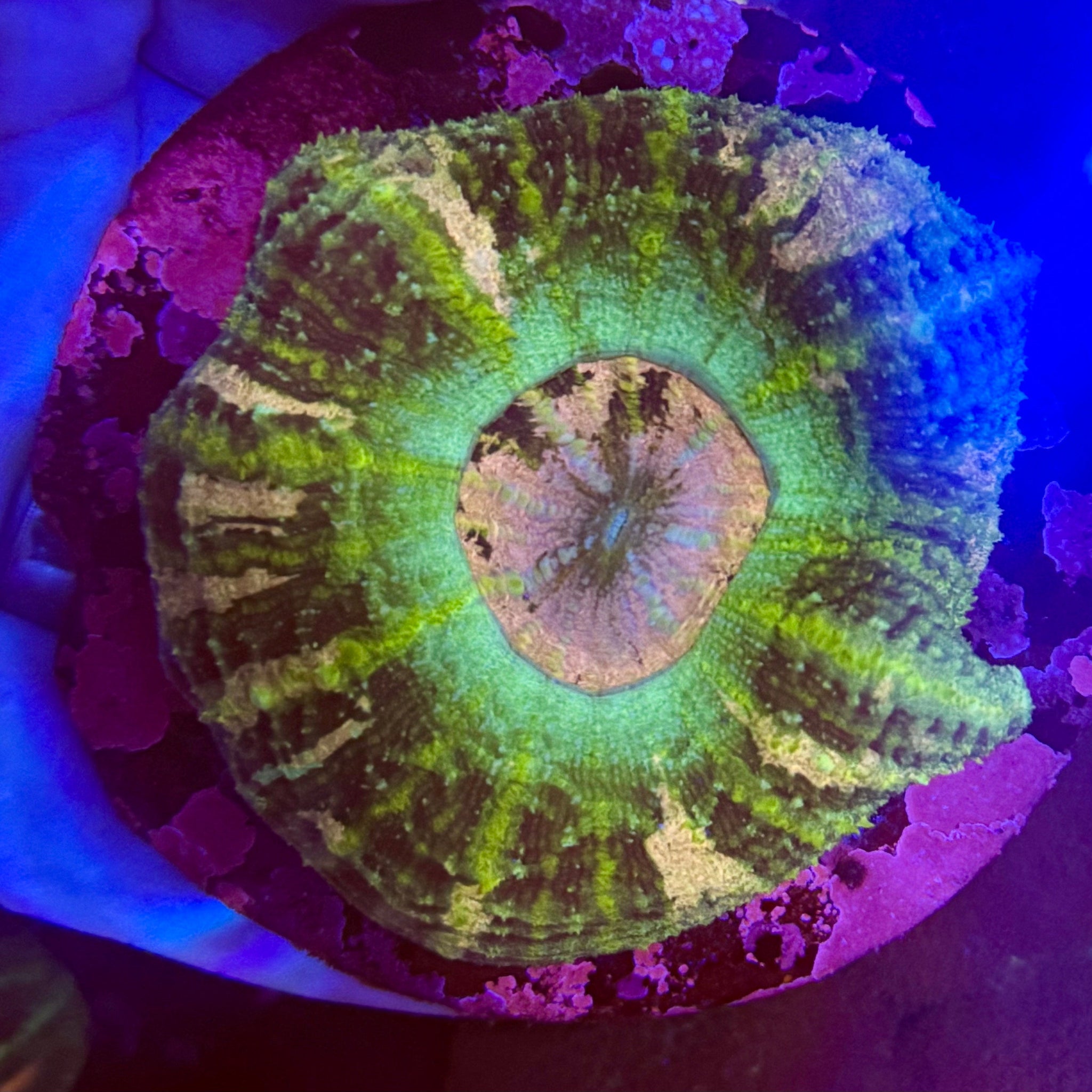 Green/Gold Striped Button Scolymia