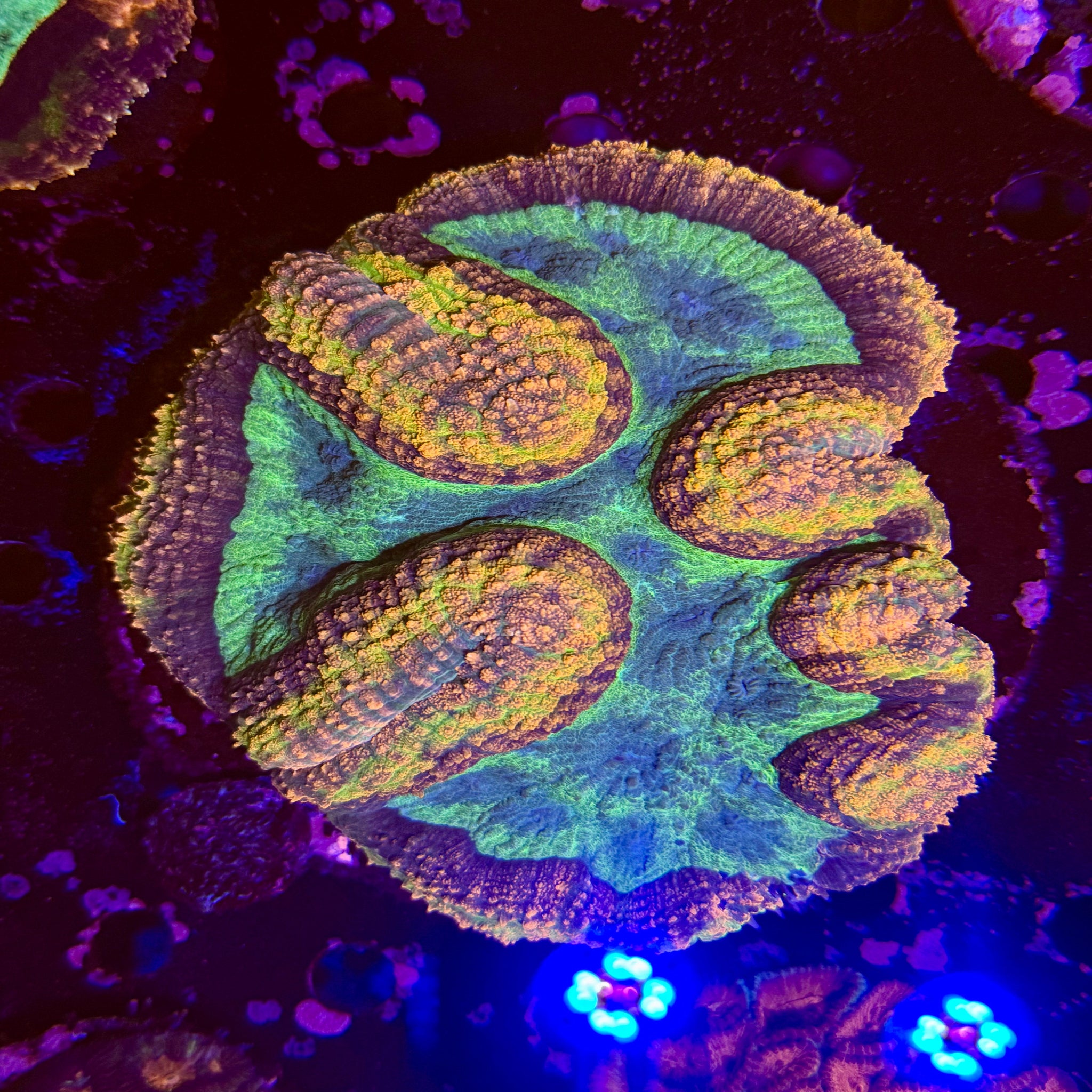 XXL Rainbow Symphyllia