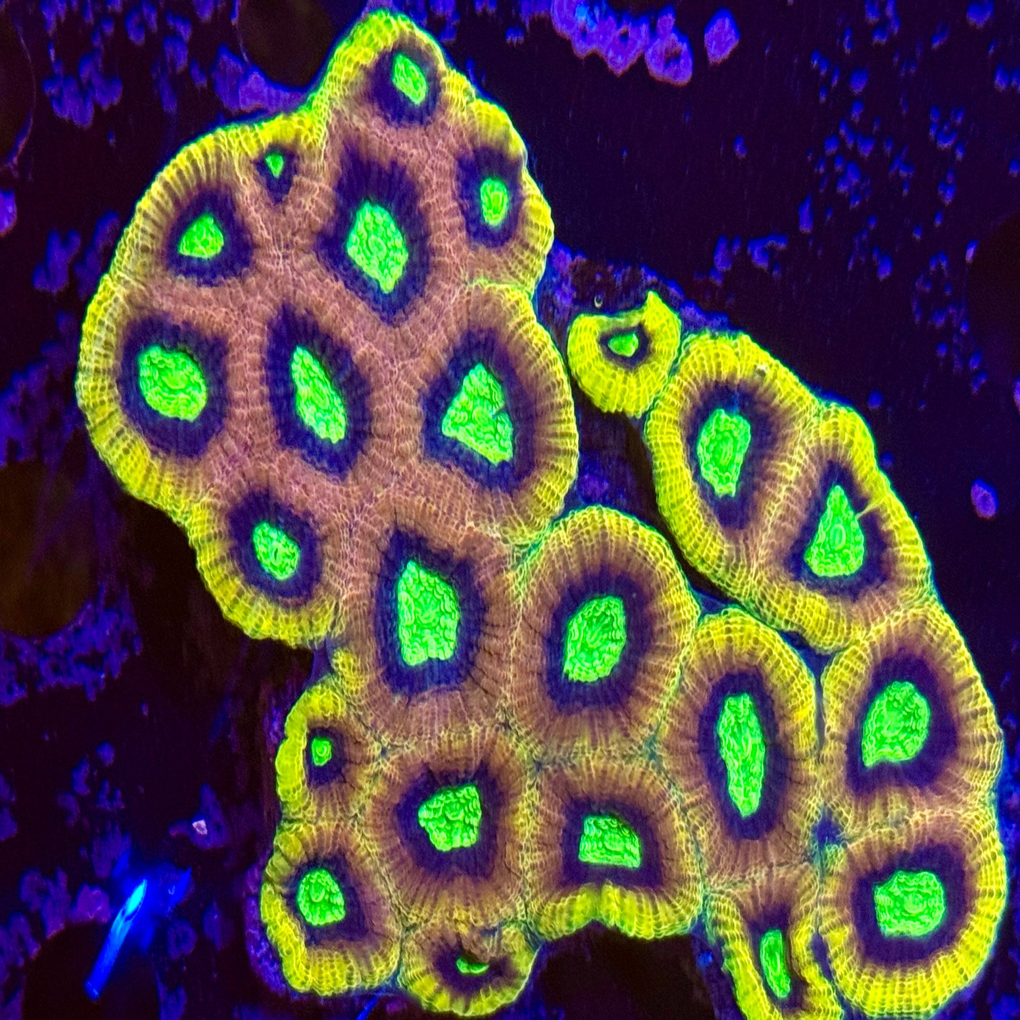 Yellow Dragon Soul Favia