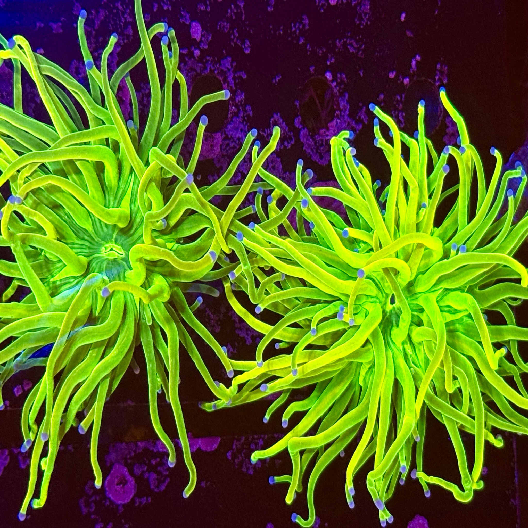 Cotton Candy Grail Torch- 1 Polyp