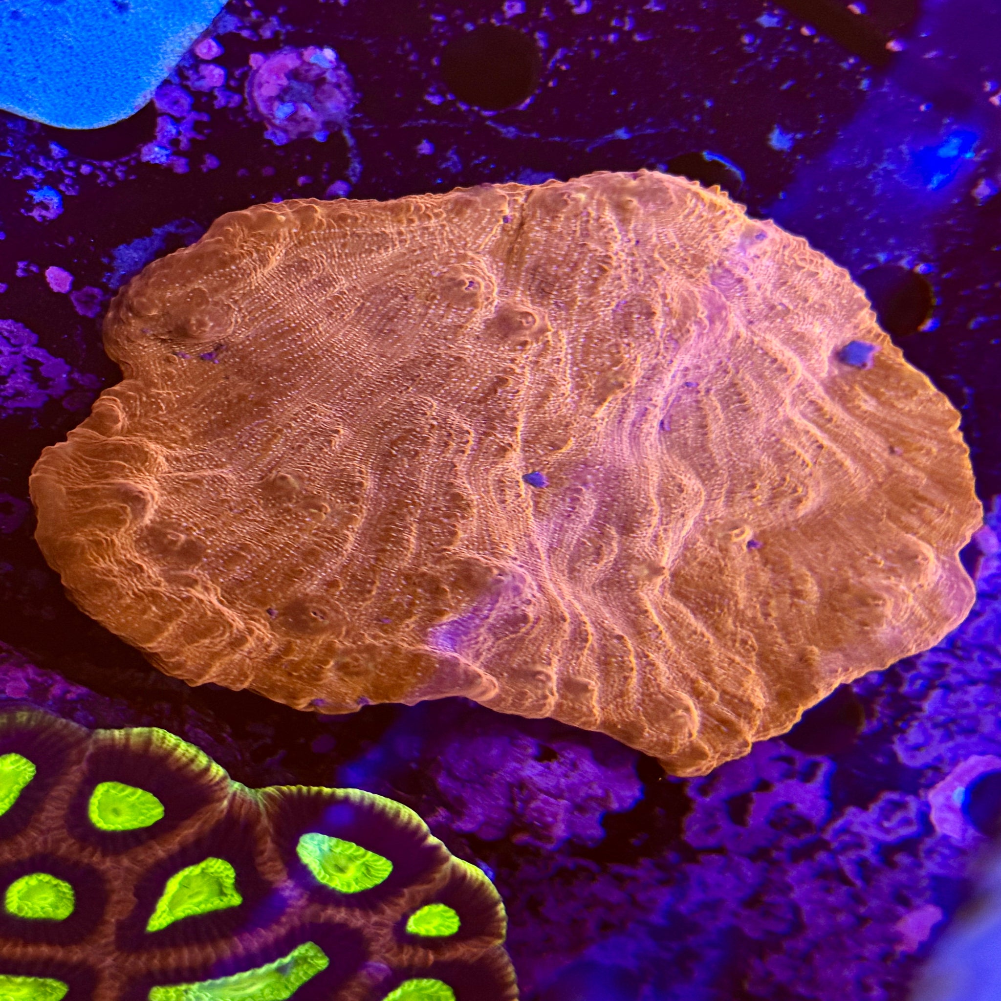 Crushed Velvet Chalice