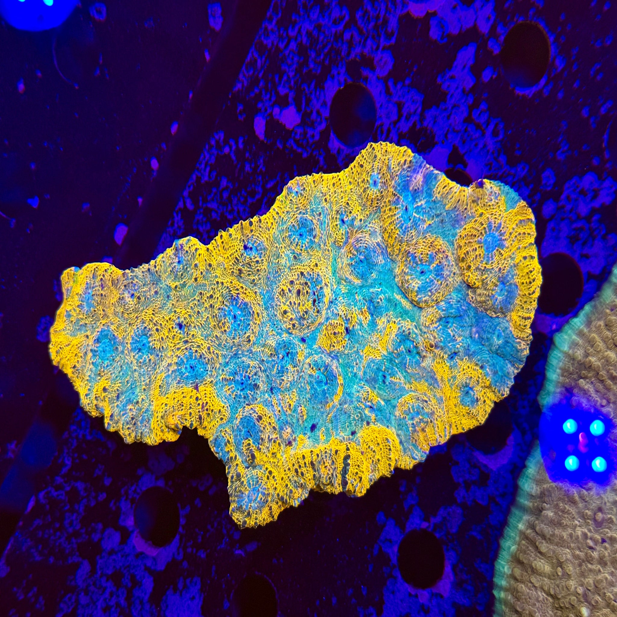 Frosted Orange Chalice