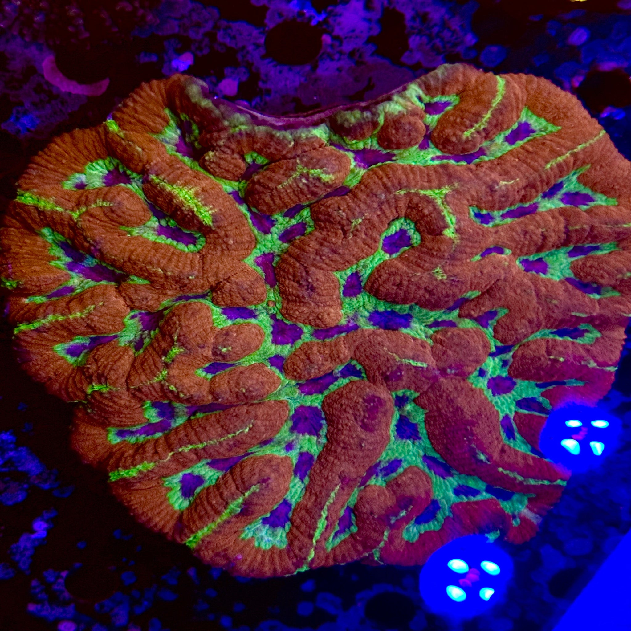 XXXL Grinch Symphyllia